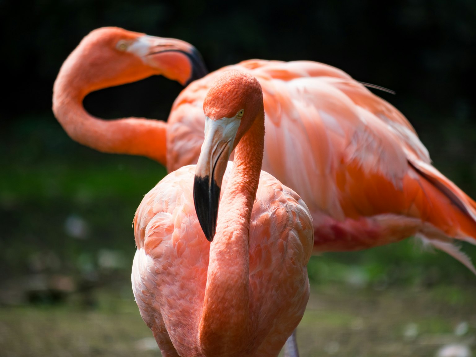 Dua flamingo dengan bulu merah muda bersantai di alam