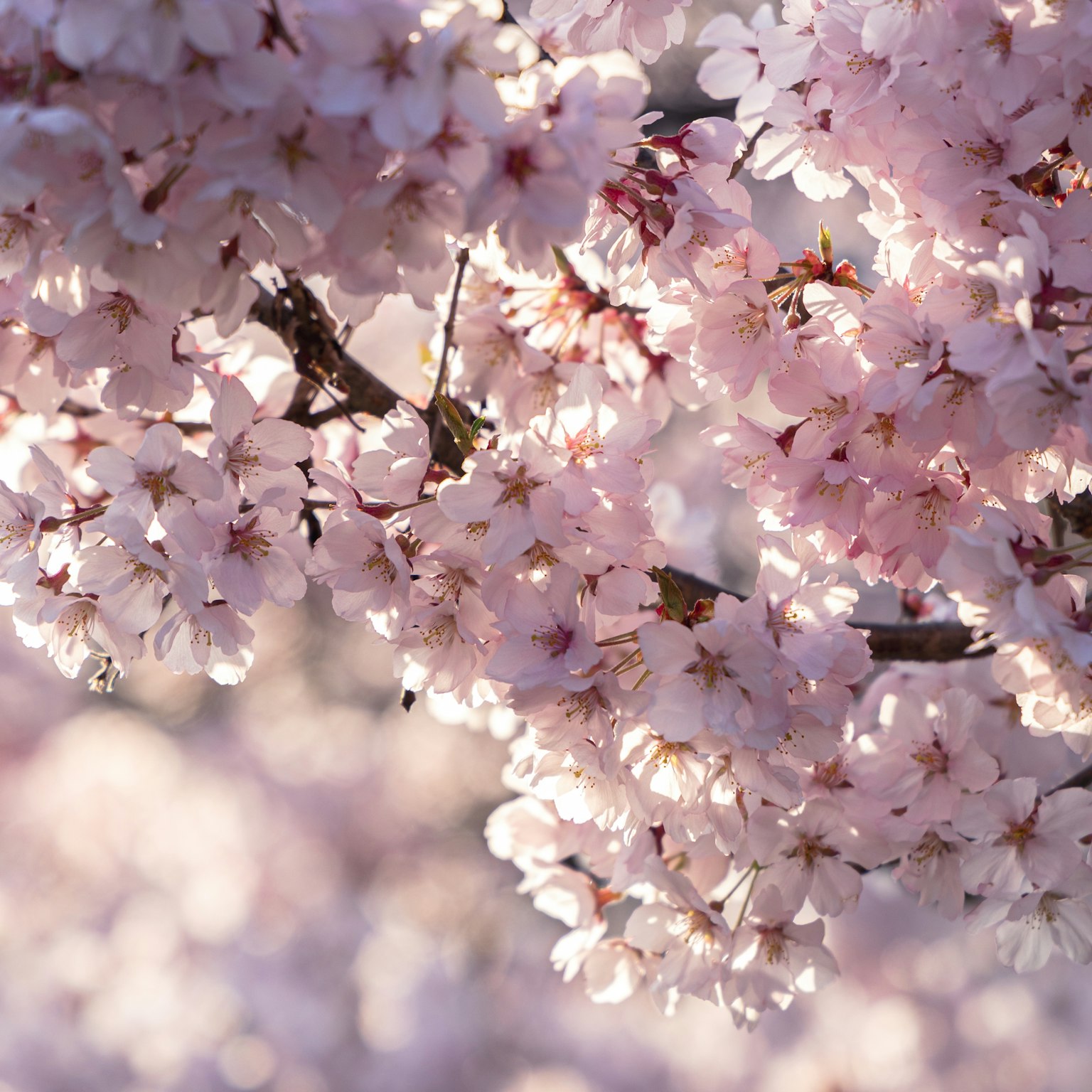 Fleurs de cerisier en pleine floraison illuminées par une lumière douce