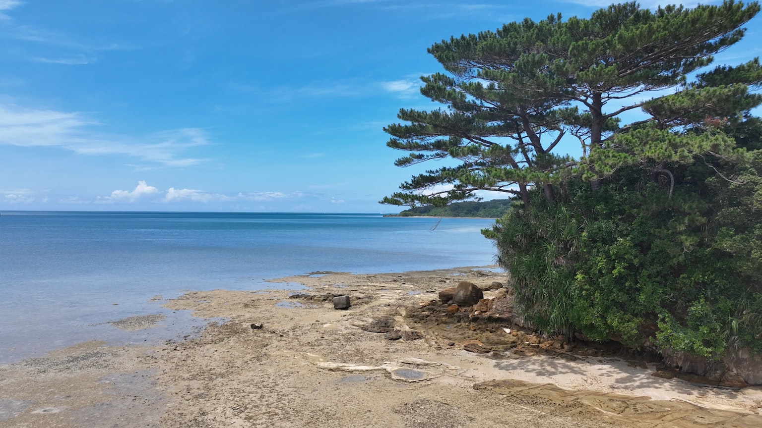 Strandszene mit einem Kiefernbaum unter blauem Himmel und ruhigem Meer