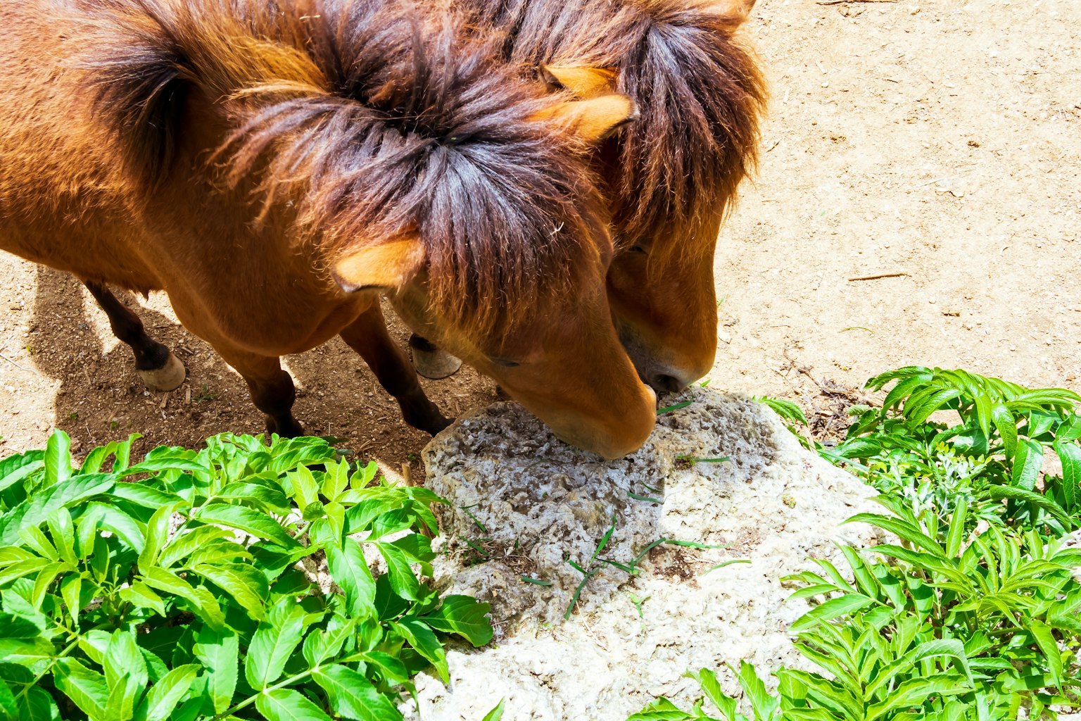 Dos ponis marrones comiendo comida cerca de hojas verdes