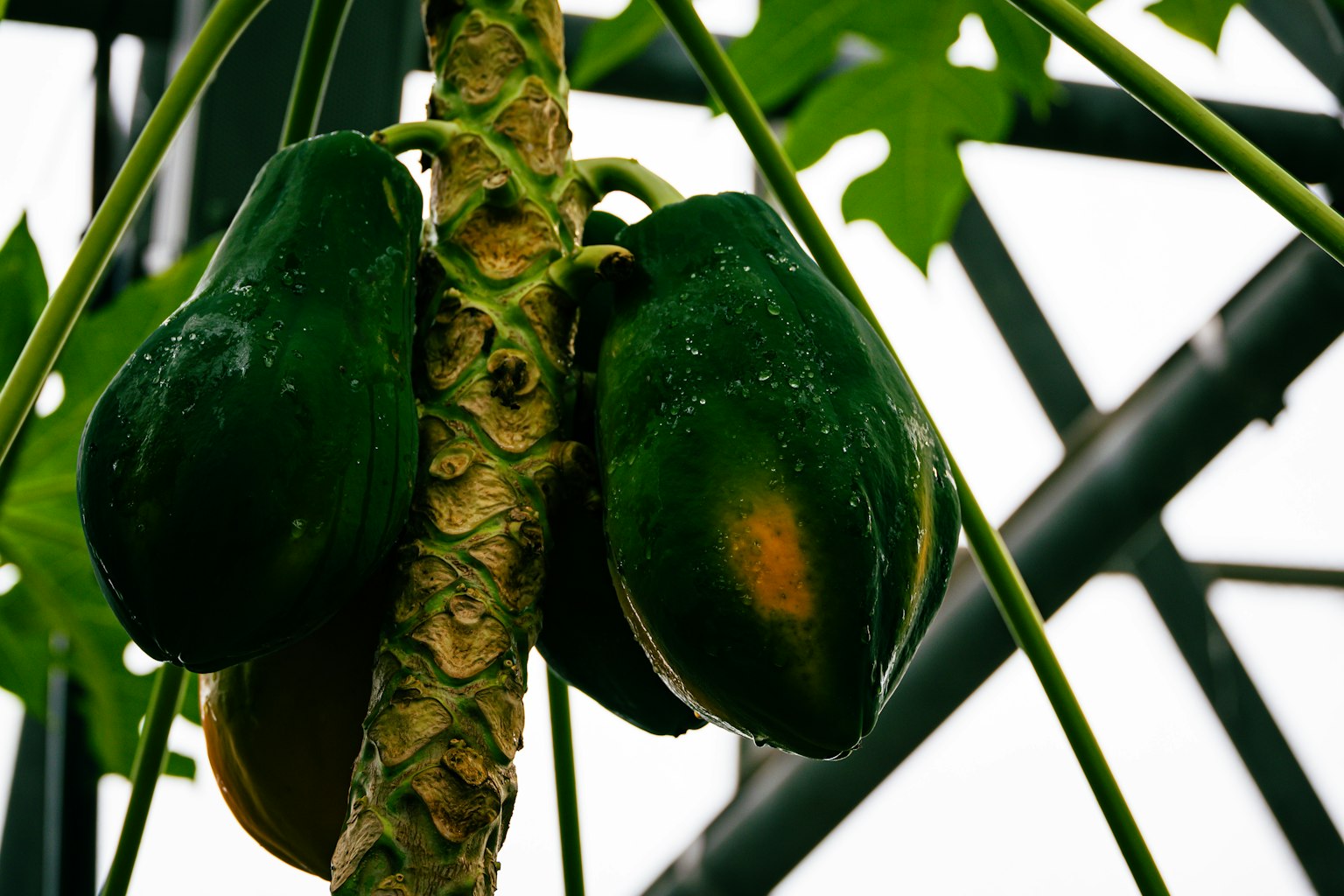 Diversi frutti di papaya verdi che crescono su un albero di papaya