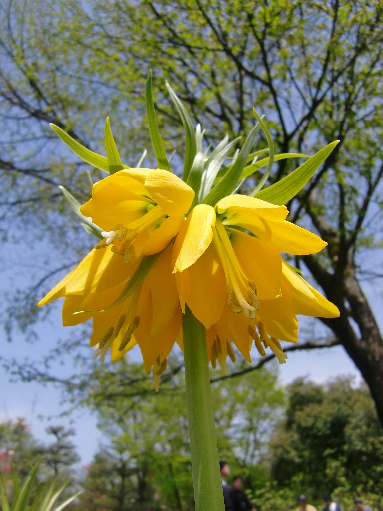 Nahaufnahme einer Pflanze mit gelben Blumen vor einem Hintergrund aus blauem Himmel und grünen Bäumen