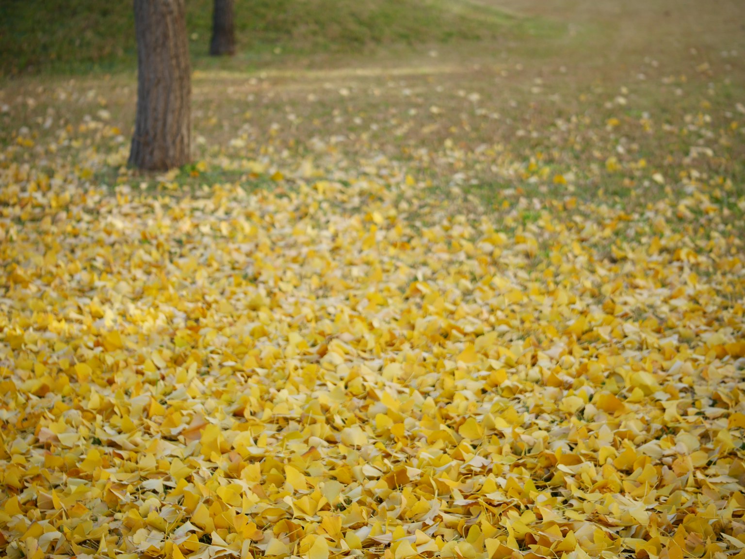 A landscape covered with yellow autumn leaves