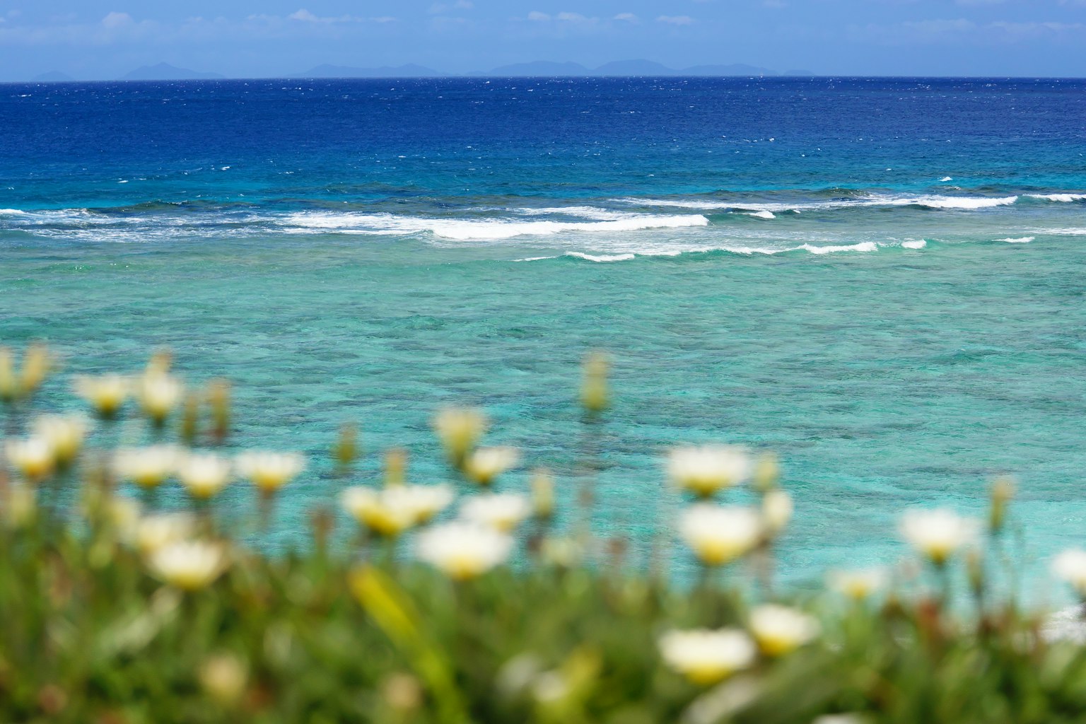 Vue panoramique de l'océan bleu avec des fleurs blanches au premier plan