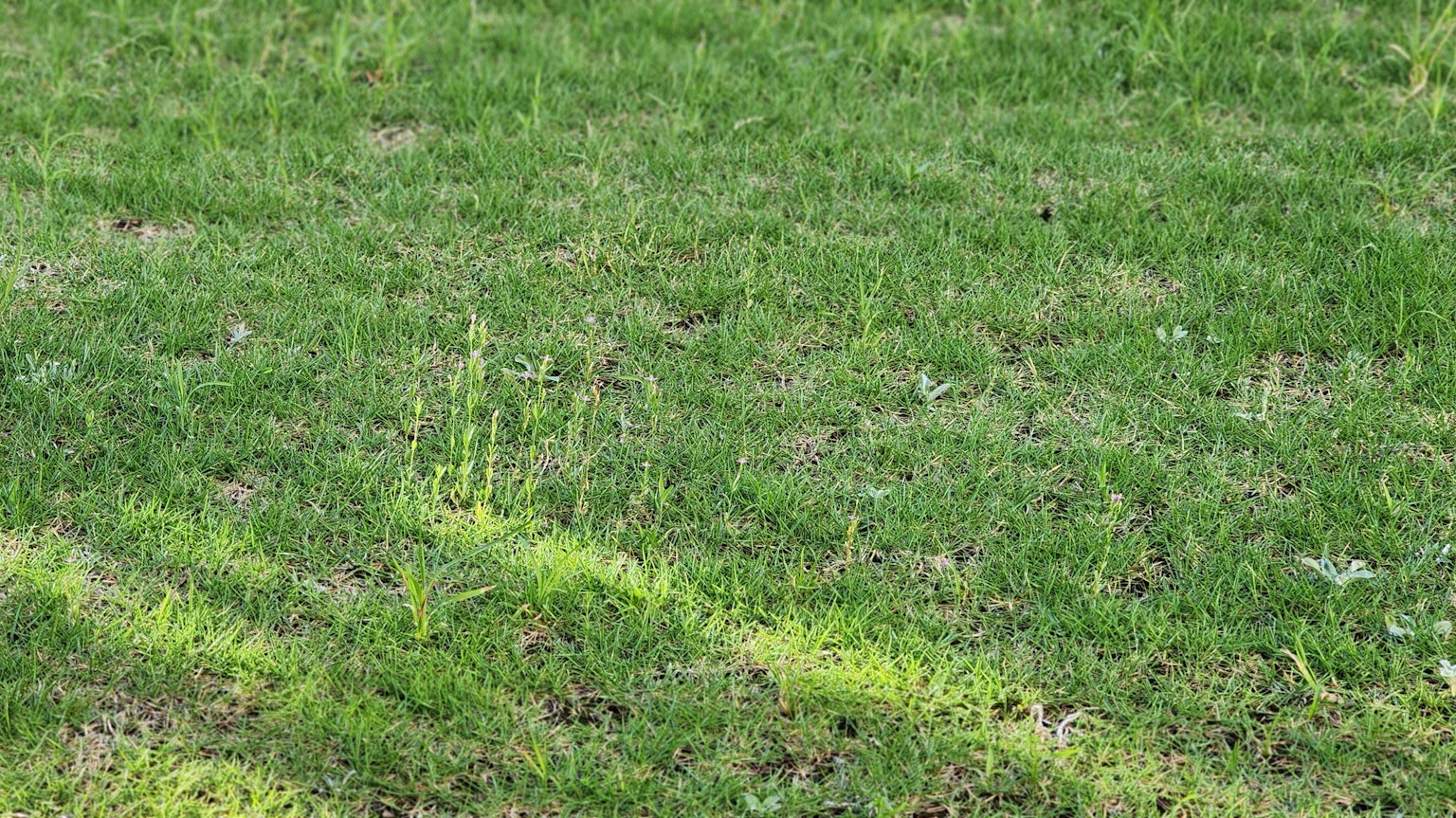 Césped verde exuberante con sombras de la luz solar