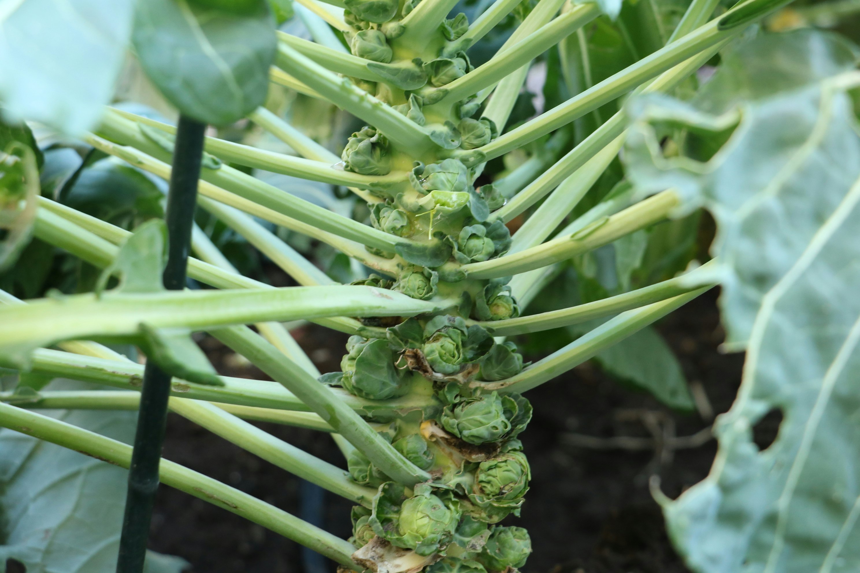 キャベツのような葉とつぼみが密集した野菜の茎先