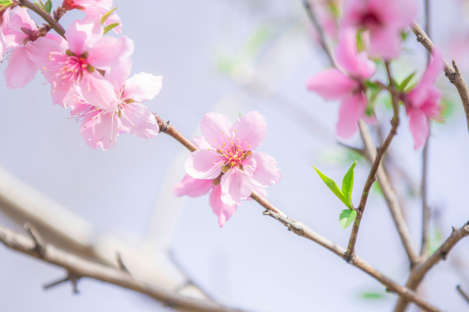 Nahaufnahme eines Zweigs mit zarten rosa Blumen