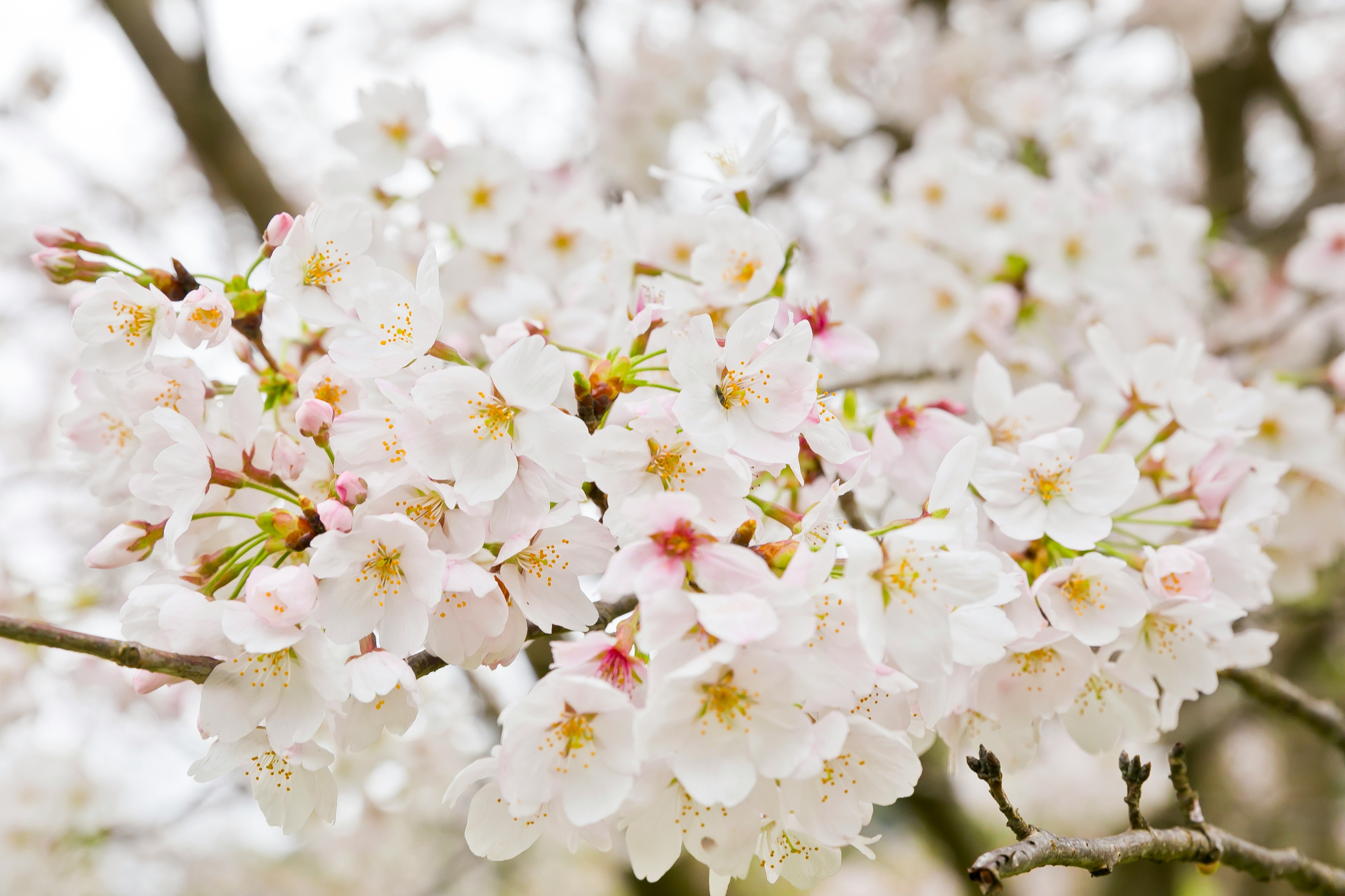 桜の花が咲いている枝のクローズアップ白い花びらと黄色い中心