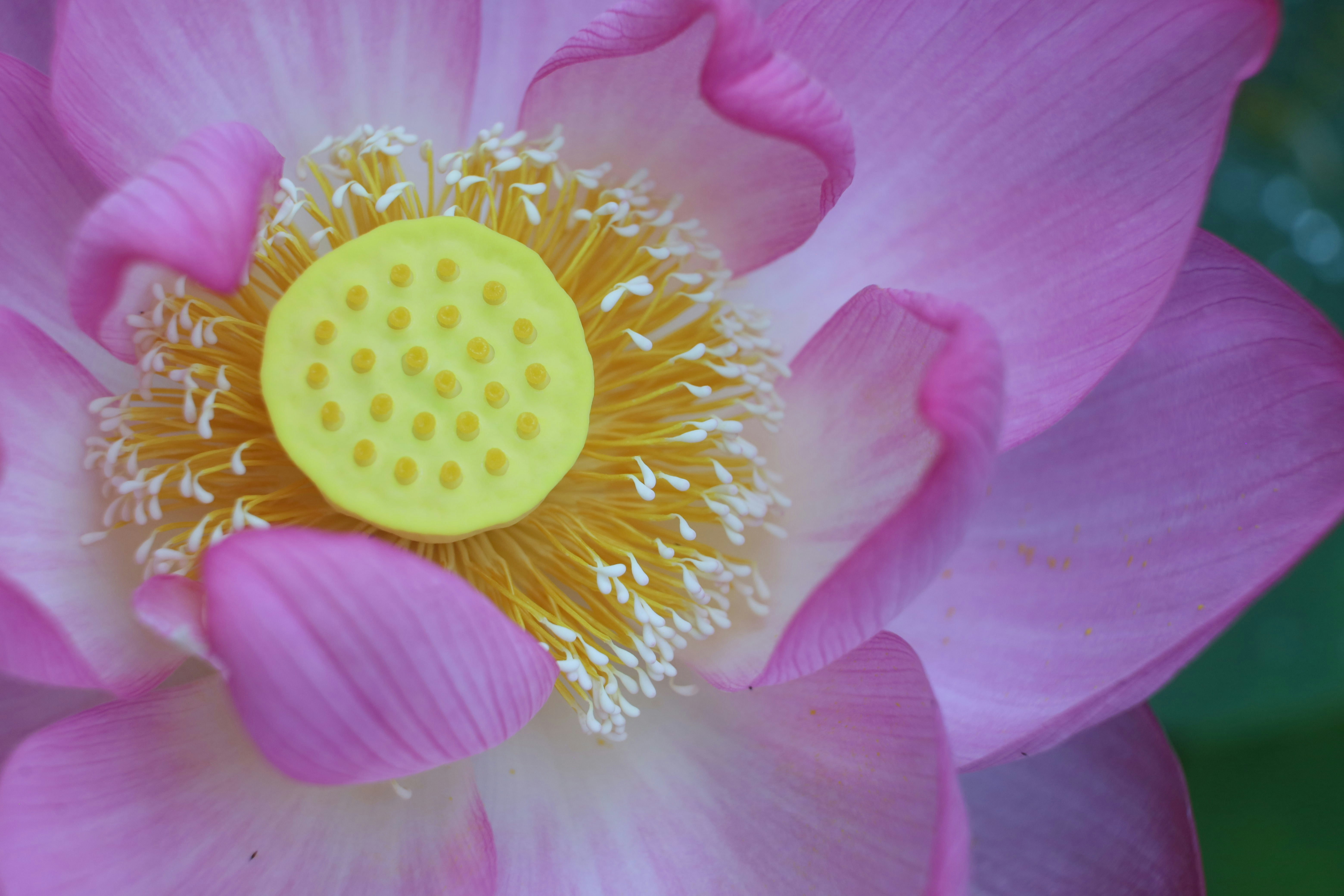 ピンクの蓮の花びらと黄色い花芯のクローズアップ