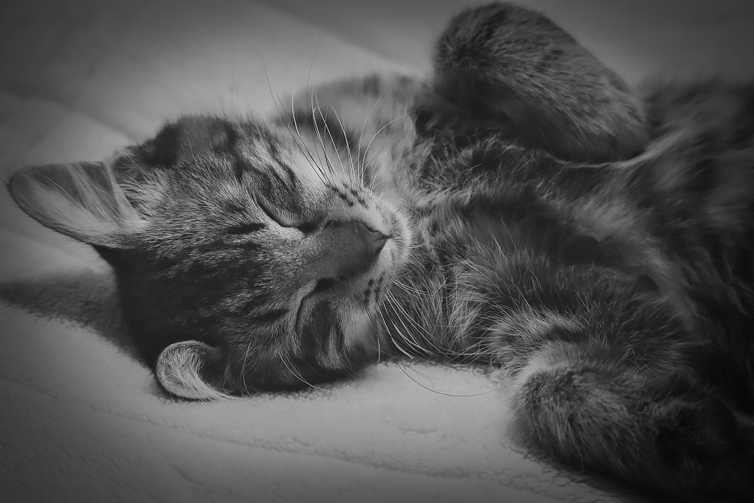 Black and white photograph of a sleeping cat