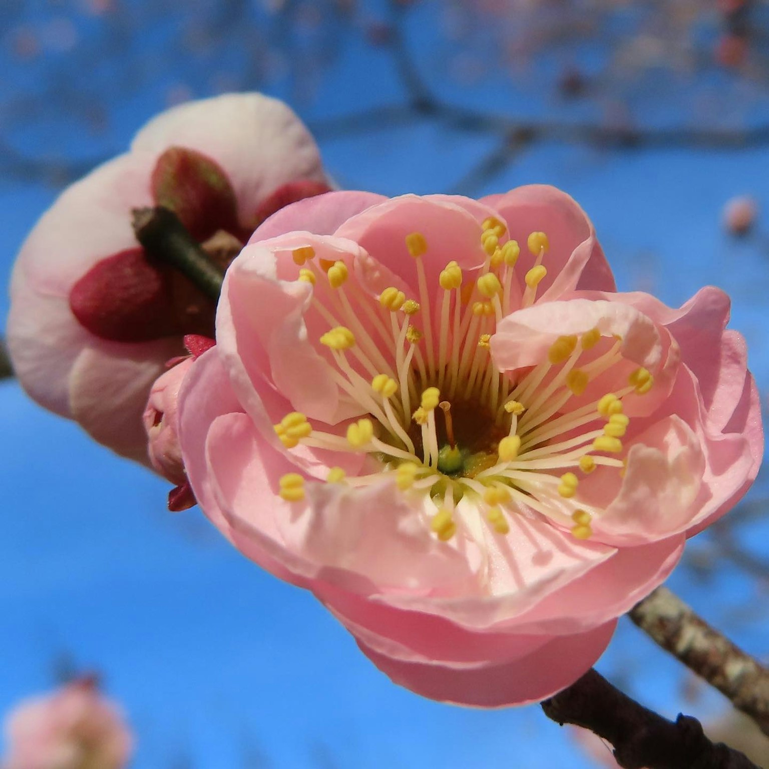 Primo piano di un fiore di pesco rosa sotto un cielo blu con petali delicati e stami gialli