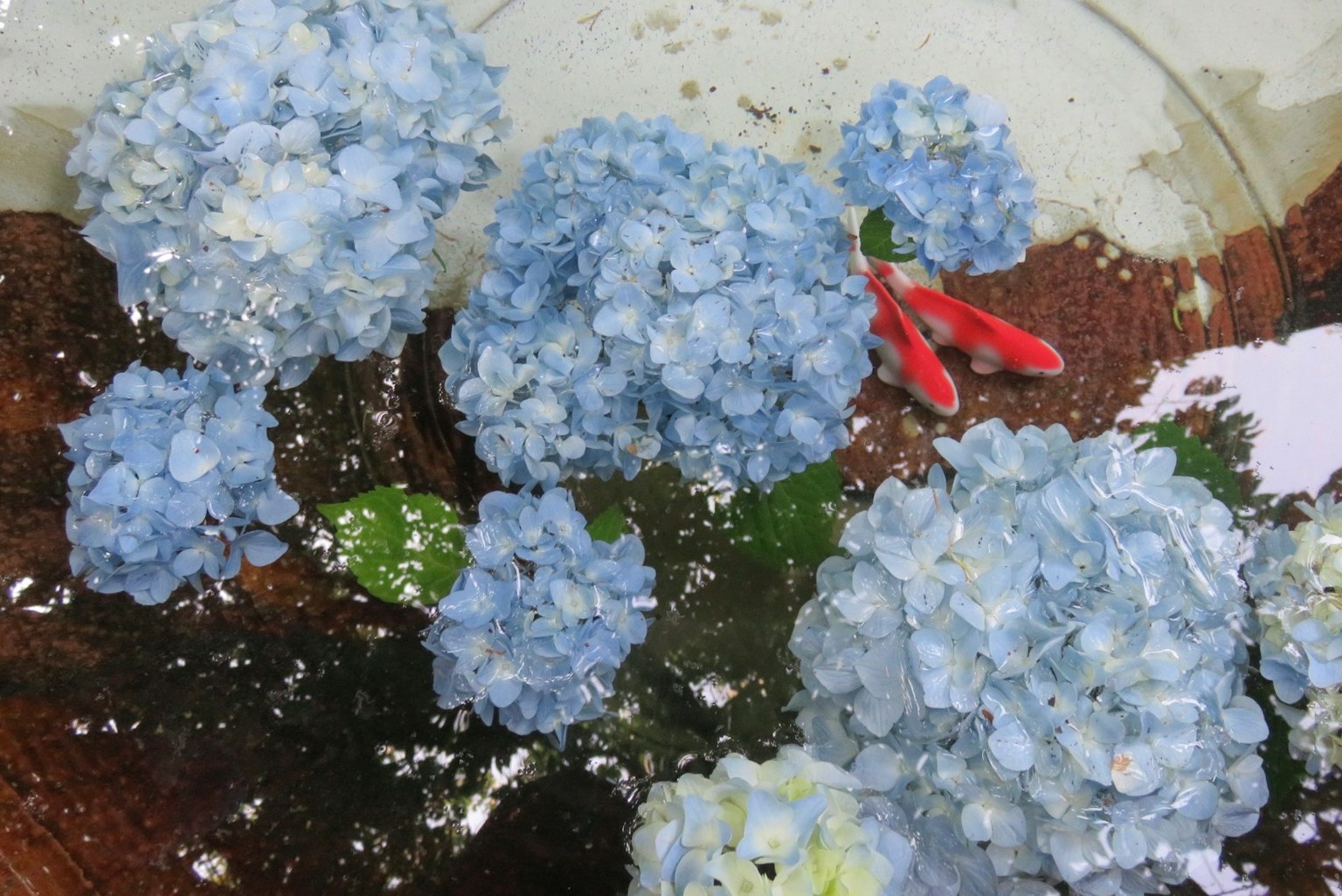 ดอกไม้สีน้ำเงินและใบเขียวลอยอยู่ในน้ำ