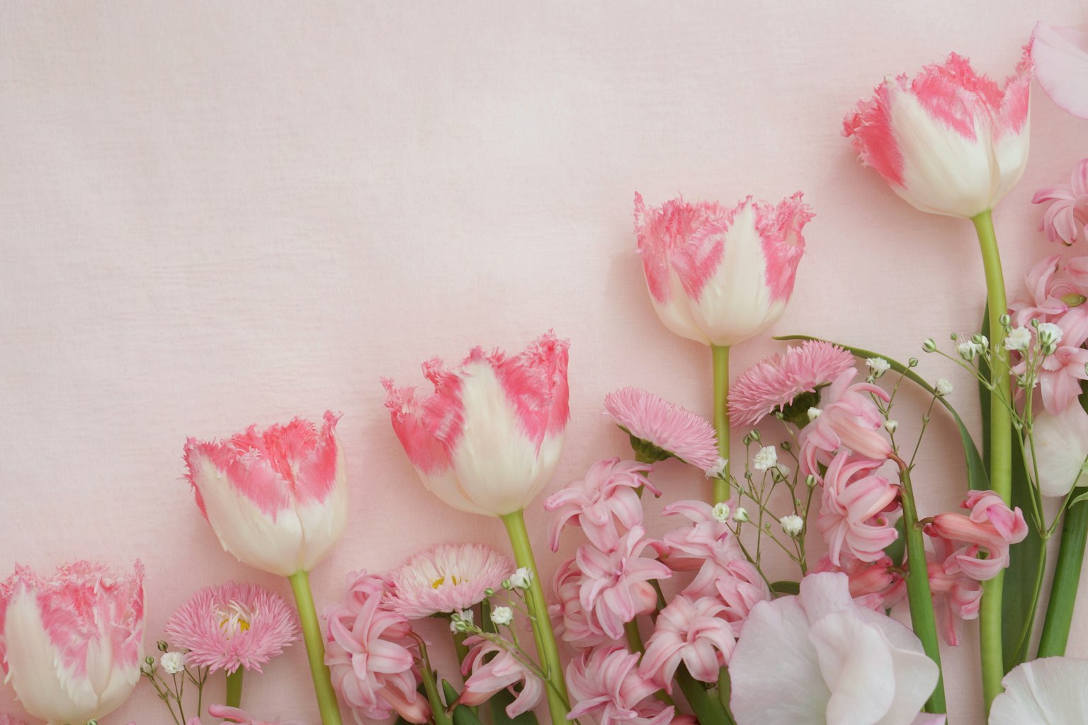Arrangement magnifique de tulipes roses et de fleurs