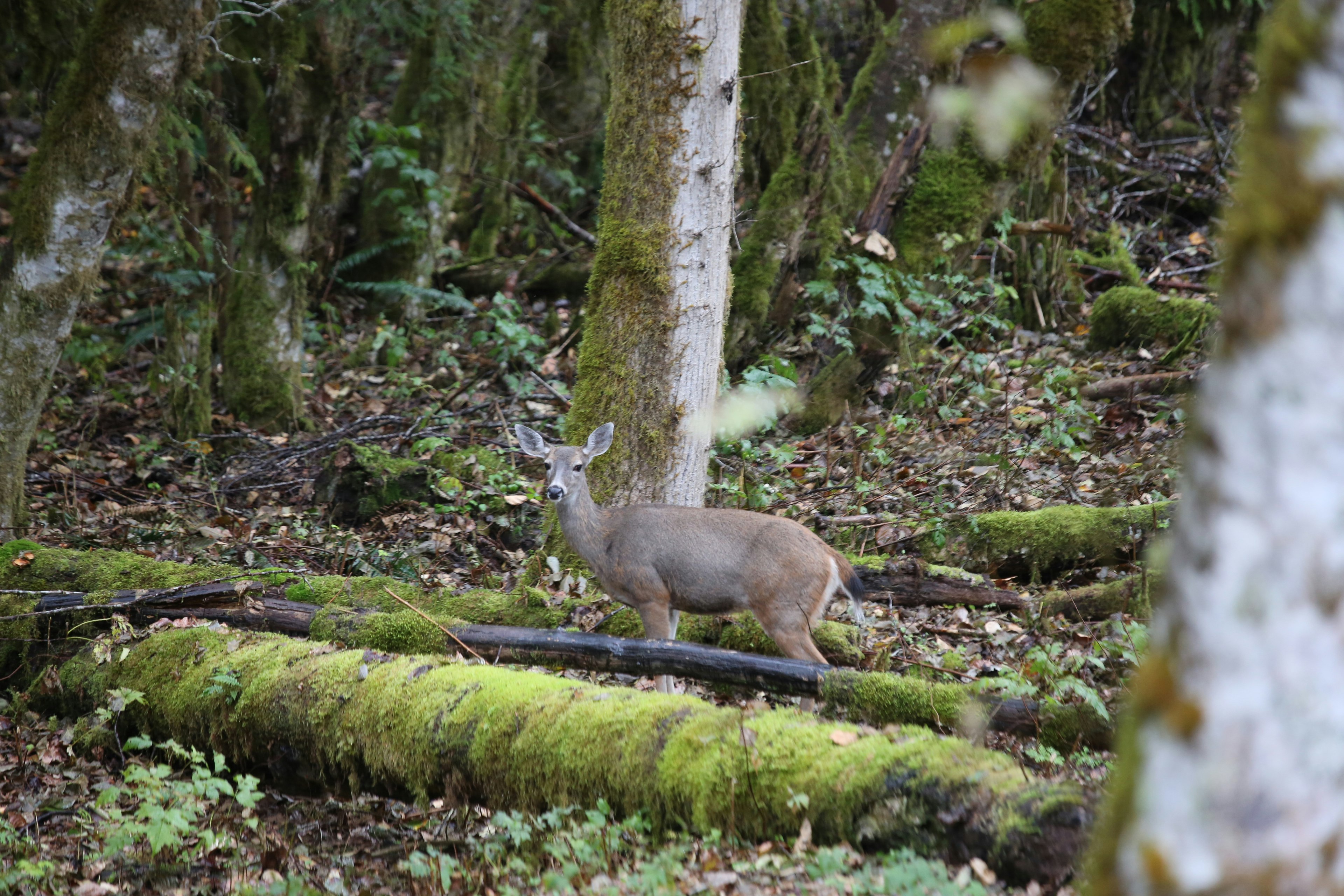 Hirsch steht in einem moosigen Wald