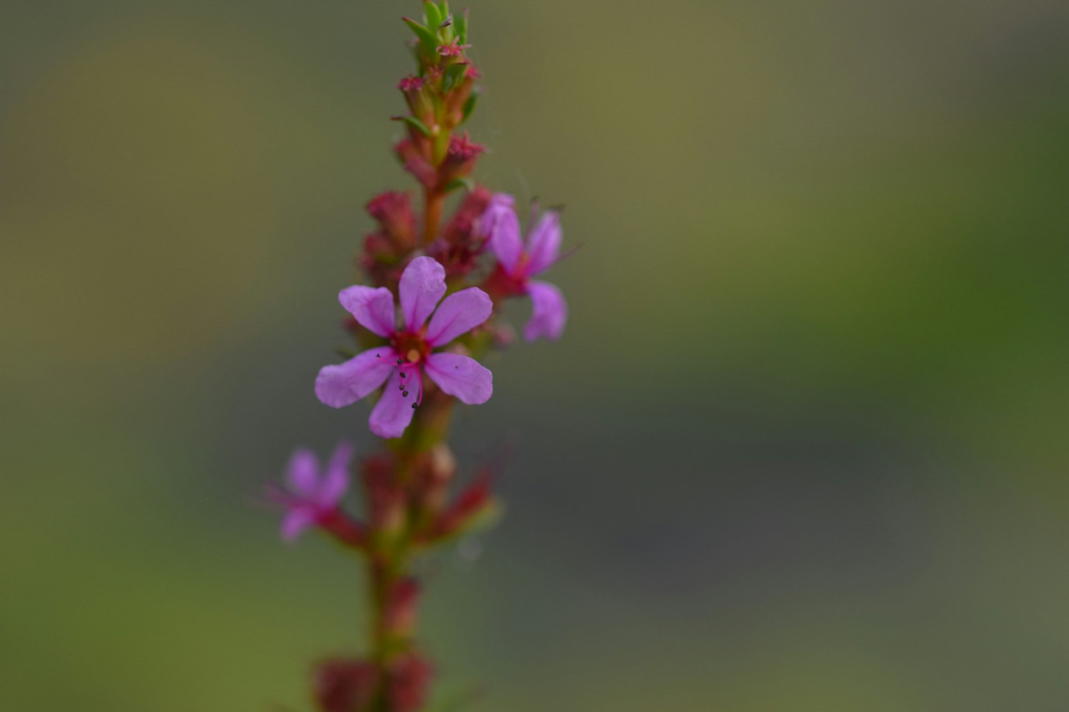Kleine lila Blumen blühen an einer Pflanze mit grünem Hintergrund