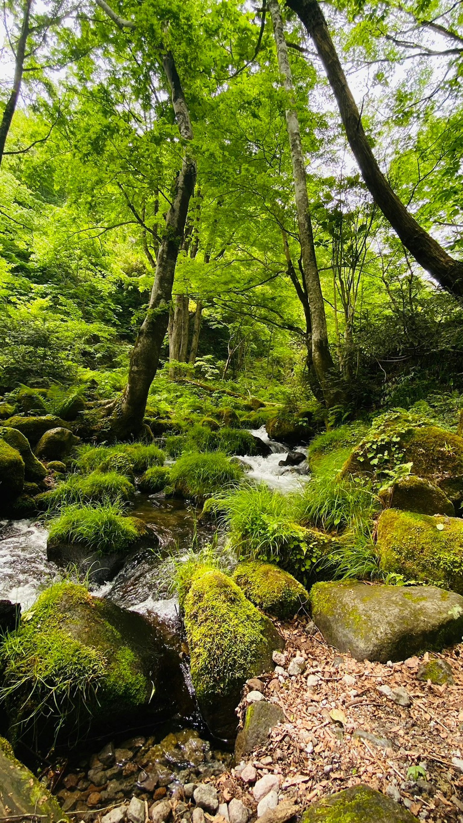Un ruisseau qui coule à travers une forêt verdoyante avec des rochers couverts de mousse