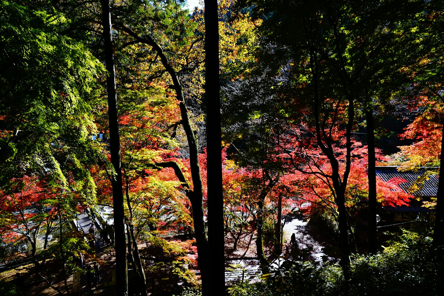 自然场景,色彩斑斓的秋季树叶和树木