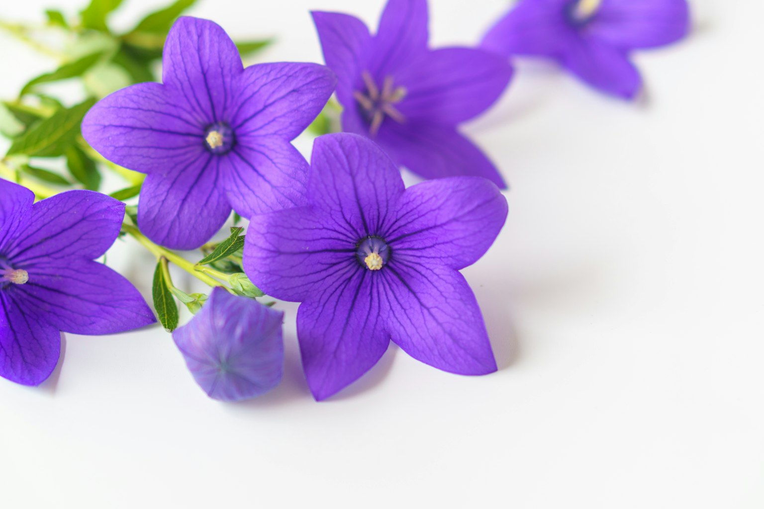Image de fleurs violettes vibrantes et d'un bouton disposés de manière élégante