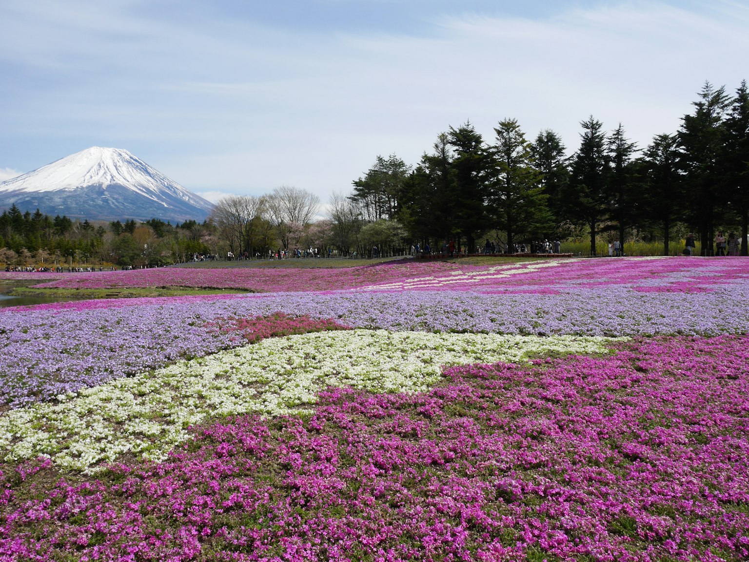 Vibrant flower field with a snow-capped mountain in the background