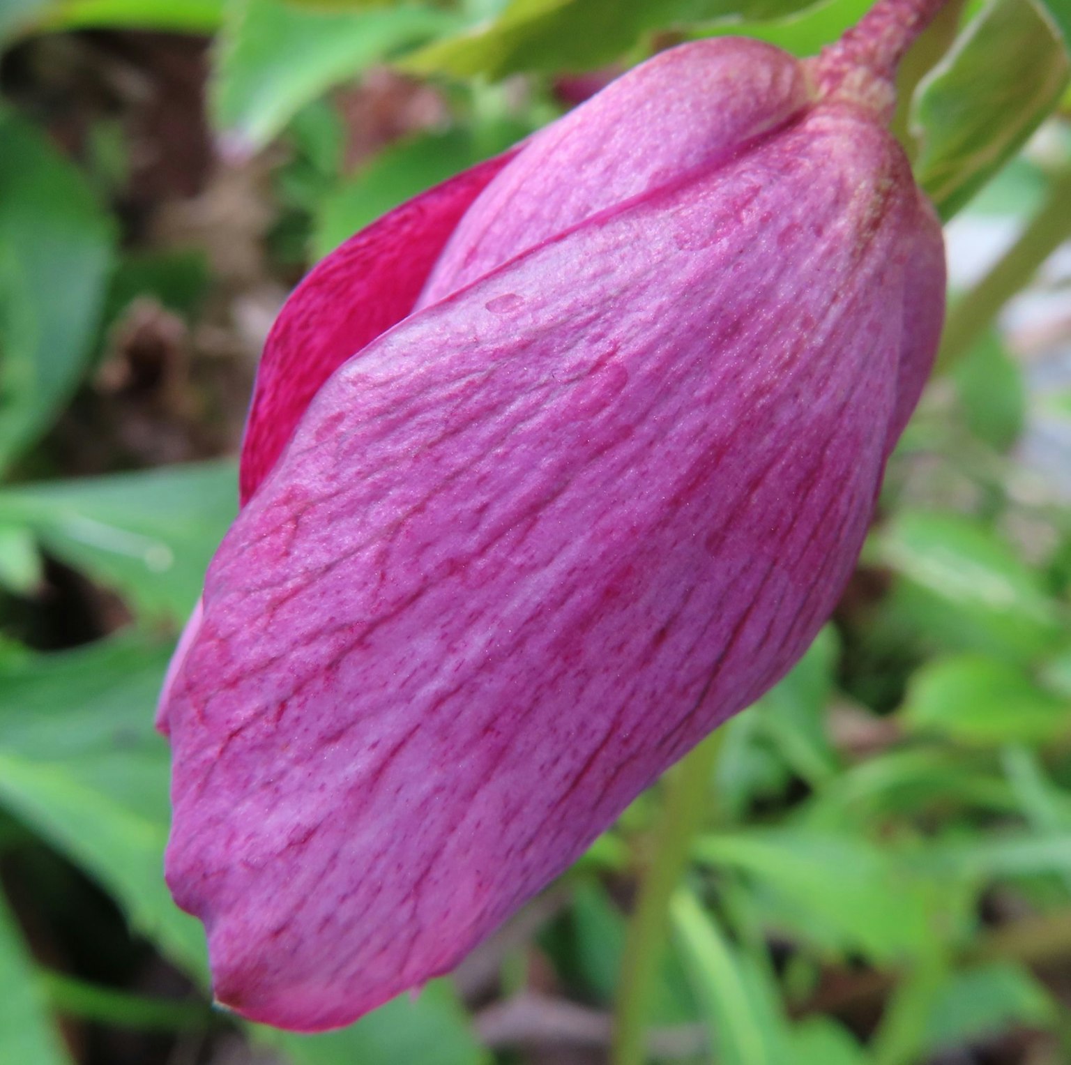 Un bocciolo di fiore rosa tra le foglie verdi