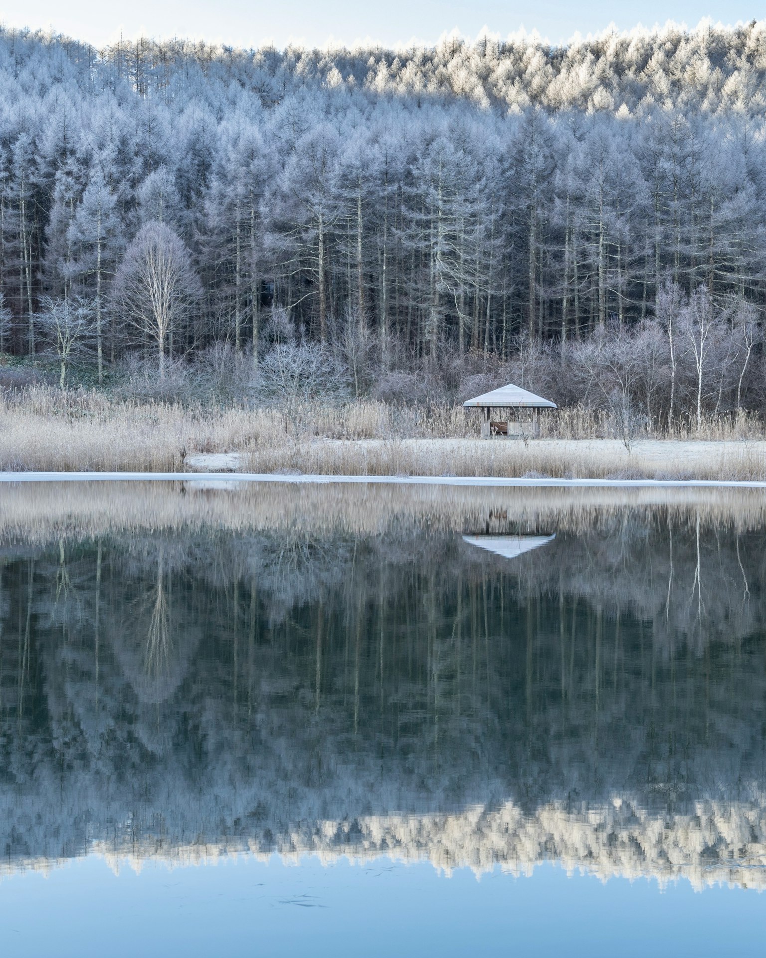 Bellissimo paesaggio di foresta innevata e lago tranquillo