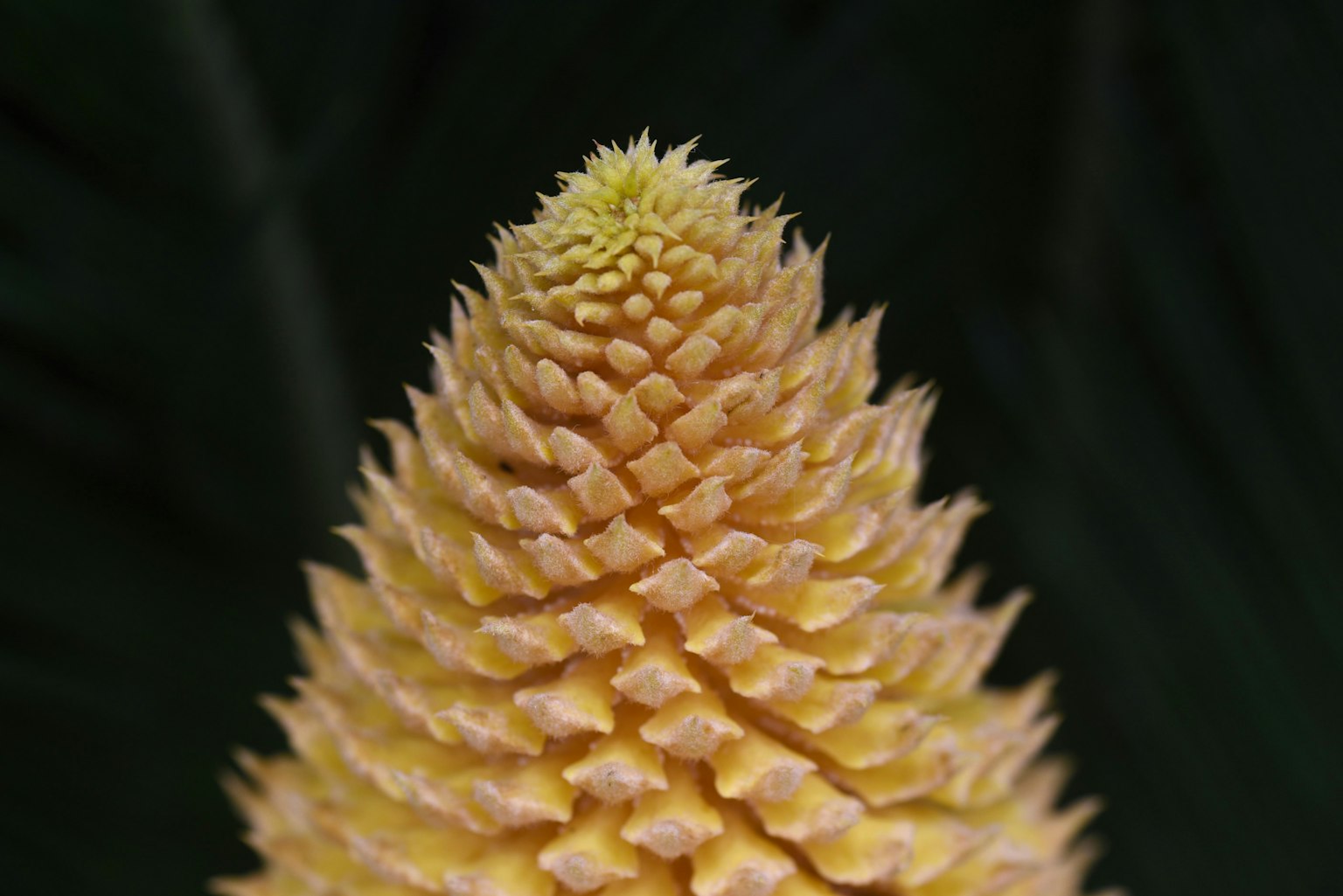 Questa immagine presenta una struttura vegetale a forma di cono giallo brillante su uno sfondo verde