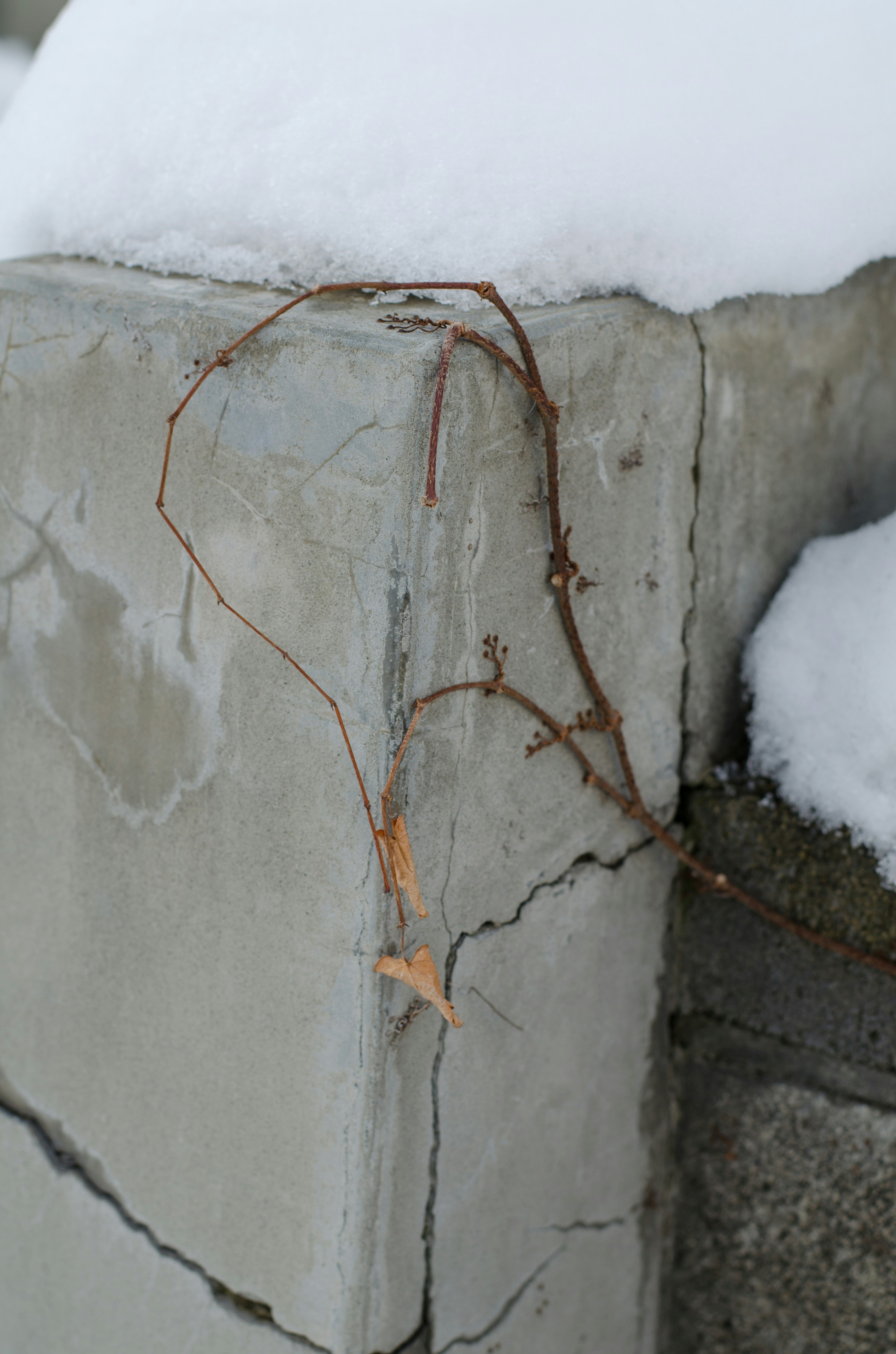 雪の積もったコンクリート塀に絡む錆びた蔦
