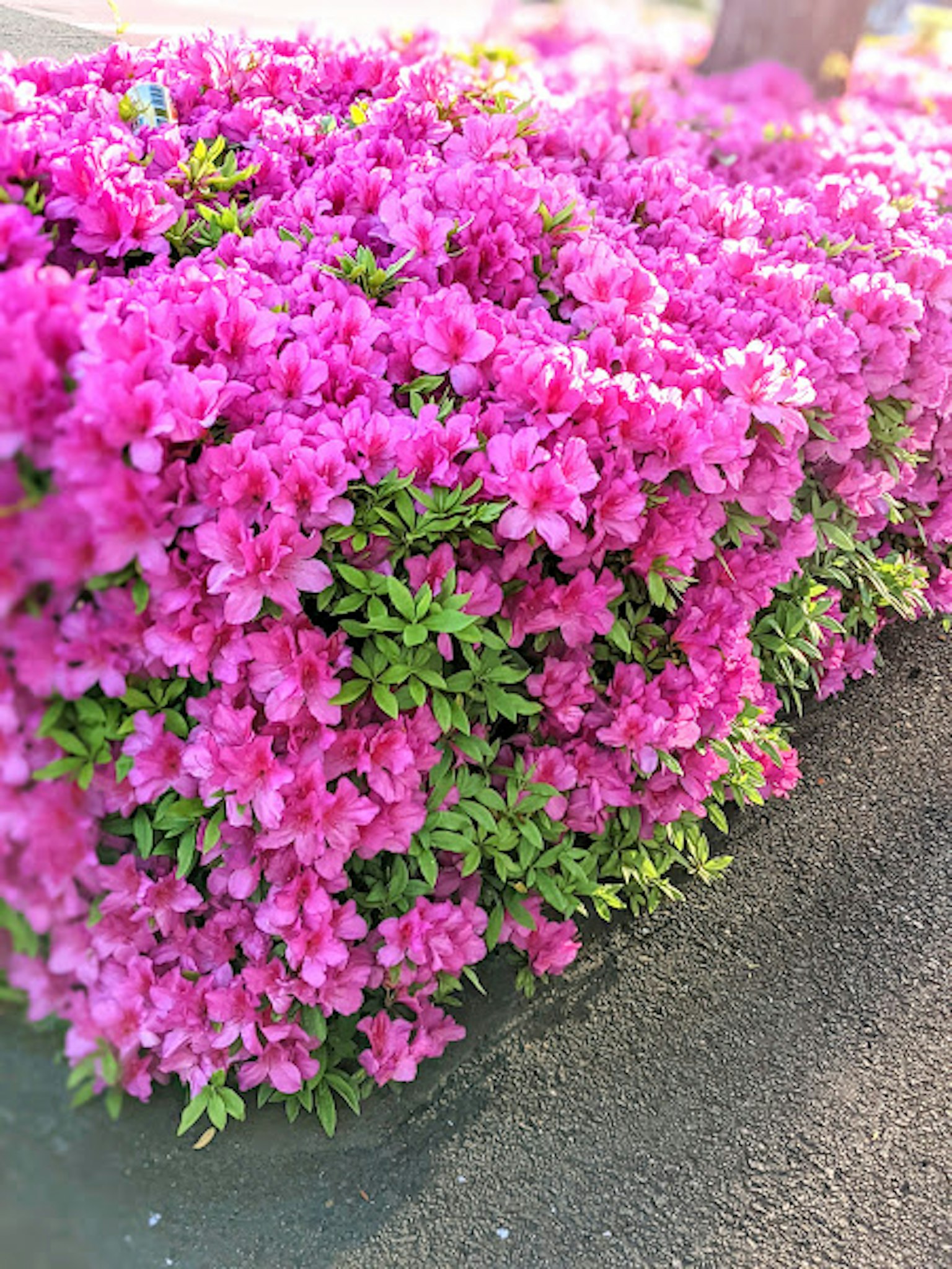 鮮豔的粉色杜鵑花盛開