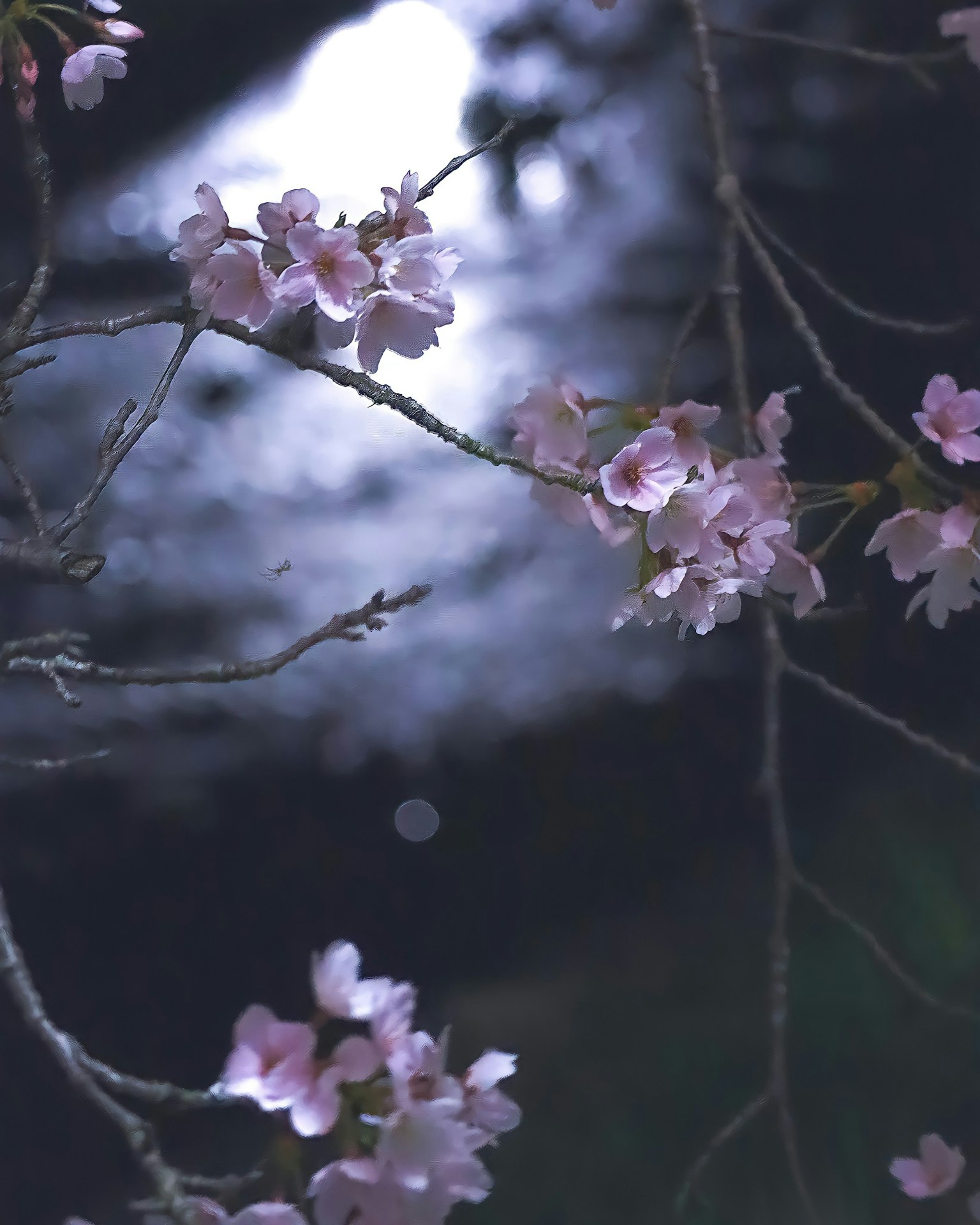 夜间美丽的樱花，背景是水面