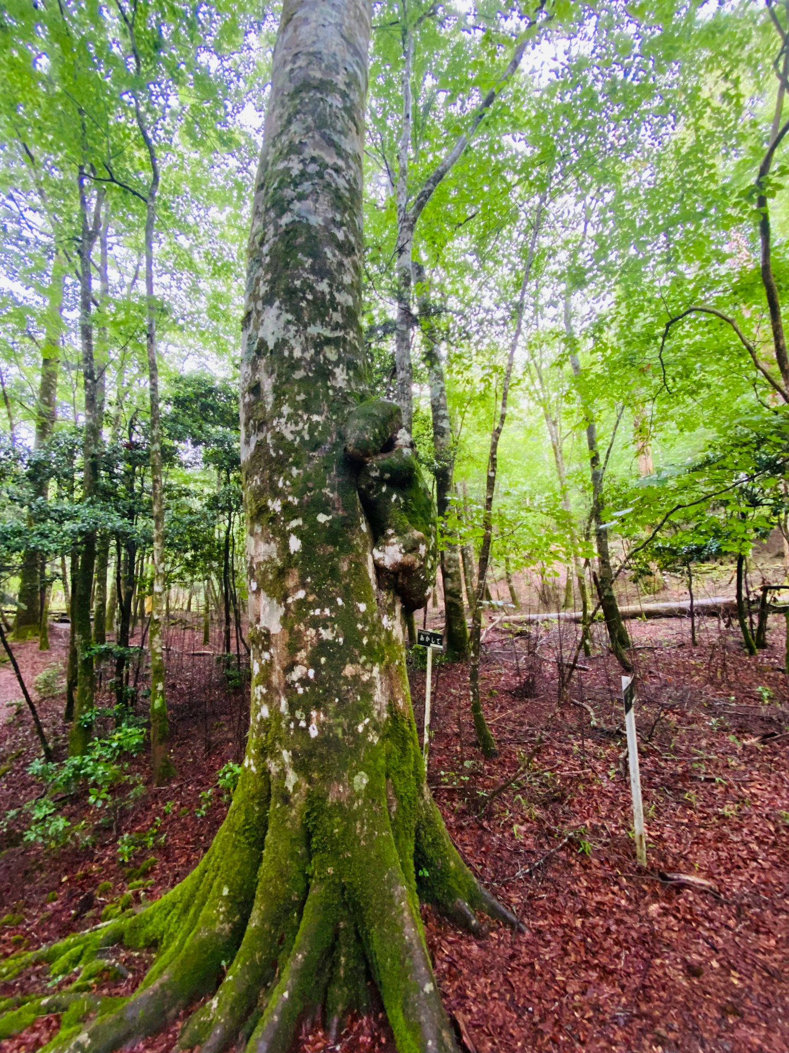 A large tree trunk with moss in a lush green forest