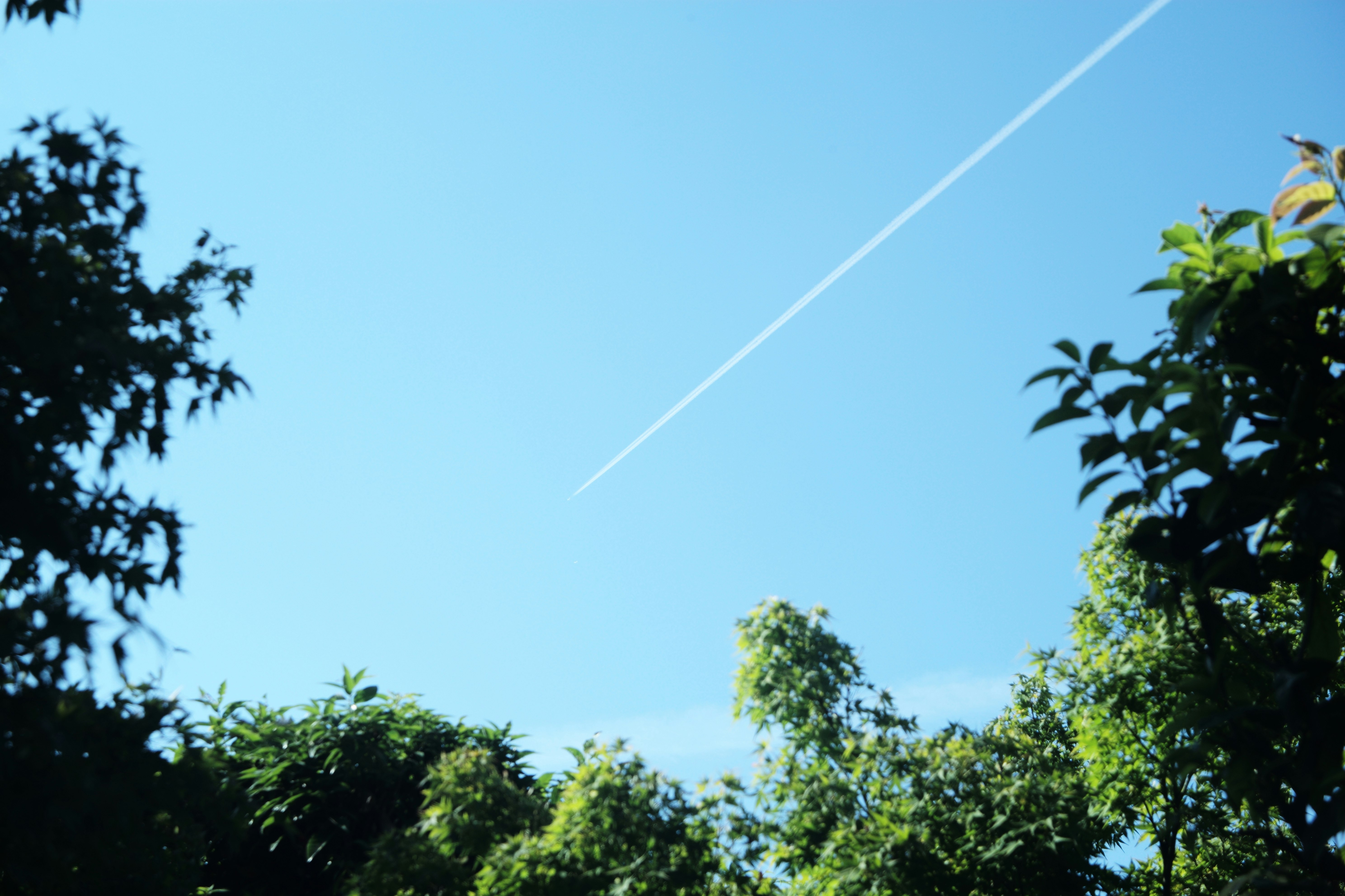 木々のシルエットと青空に伸びる光の筋