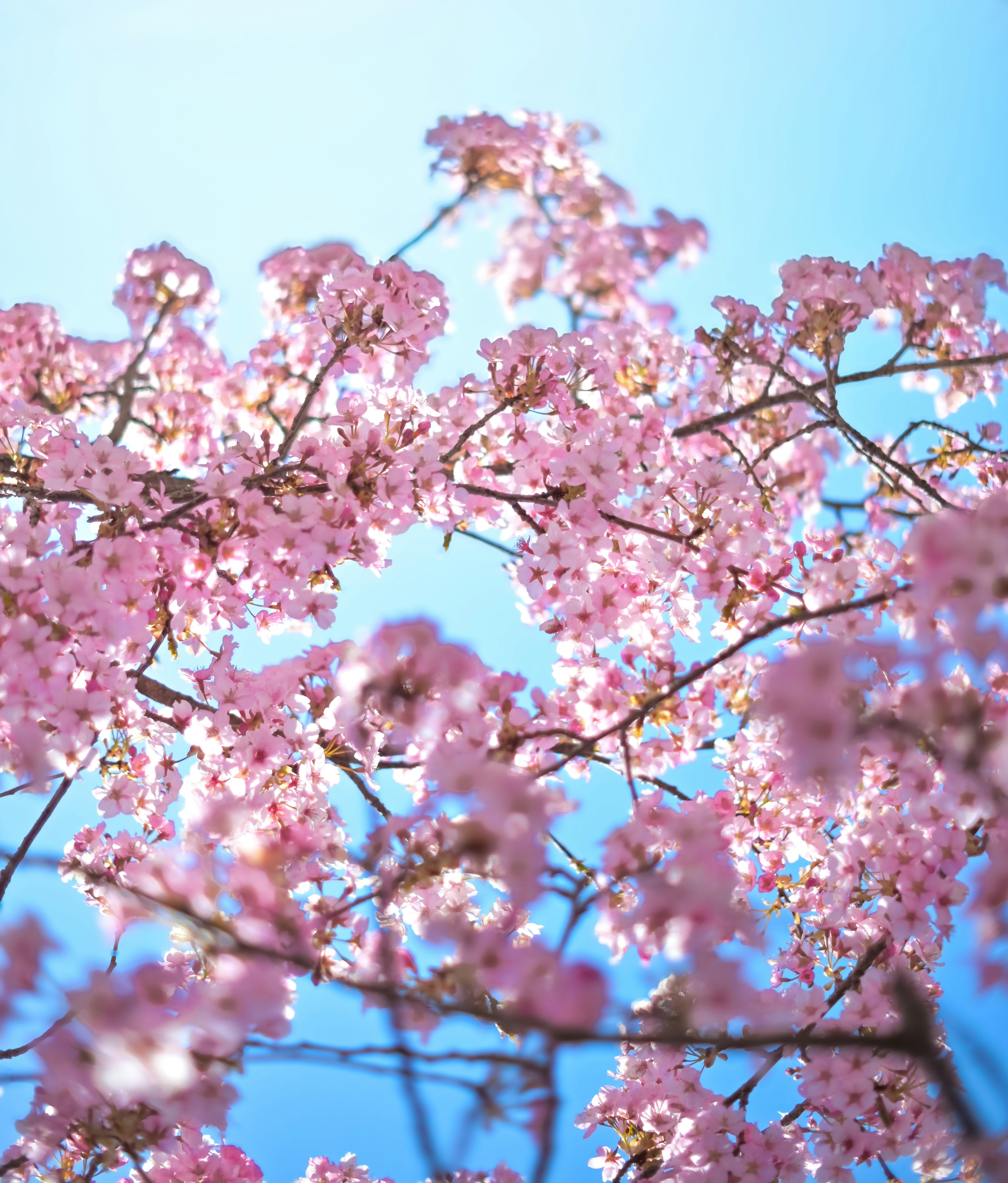河津桜の花が青空に映える枝ぶり