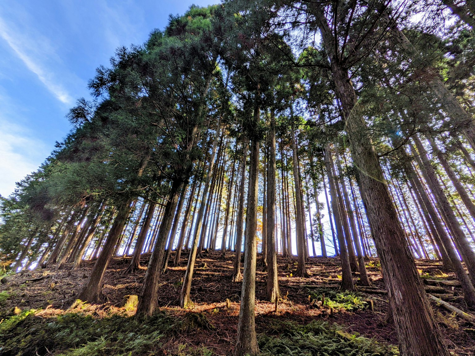 A forest scene with tall trees reaching towards the sky