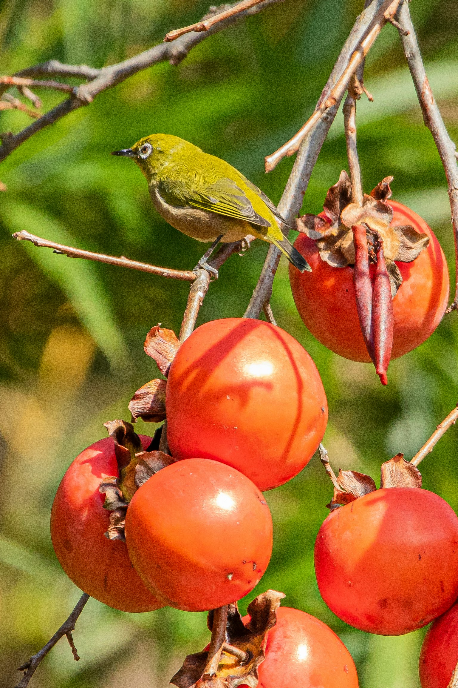Ein kleiner grüner Vogel, der auf einem Zweig mit leuchtend orangefarbenen Kakifrüchten sitzt