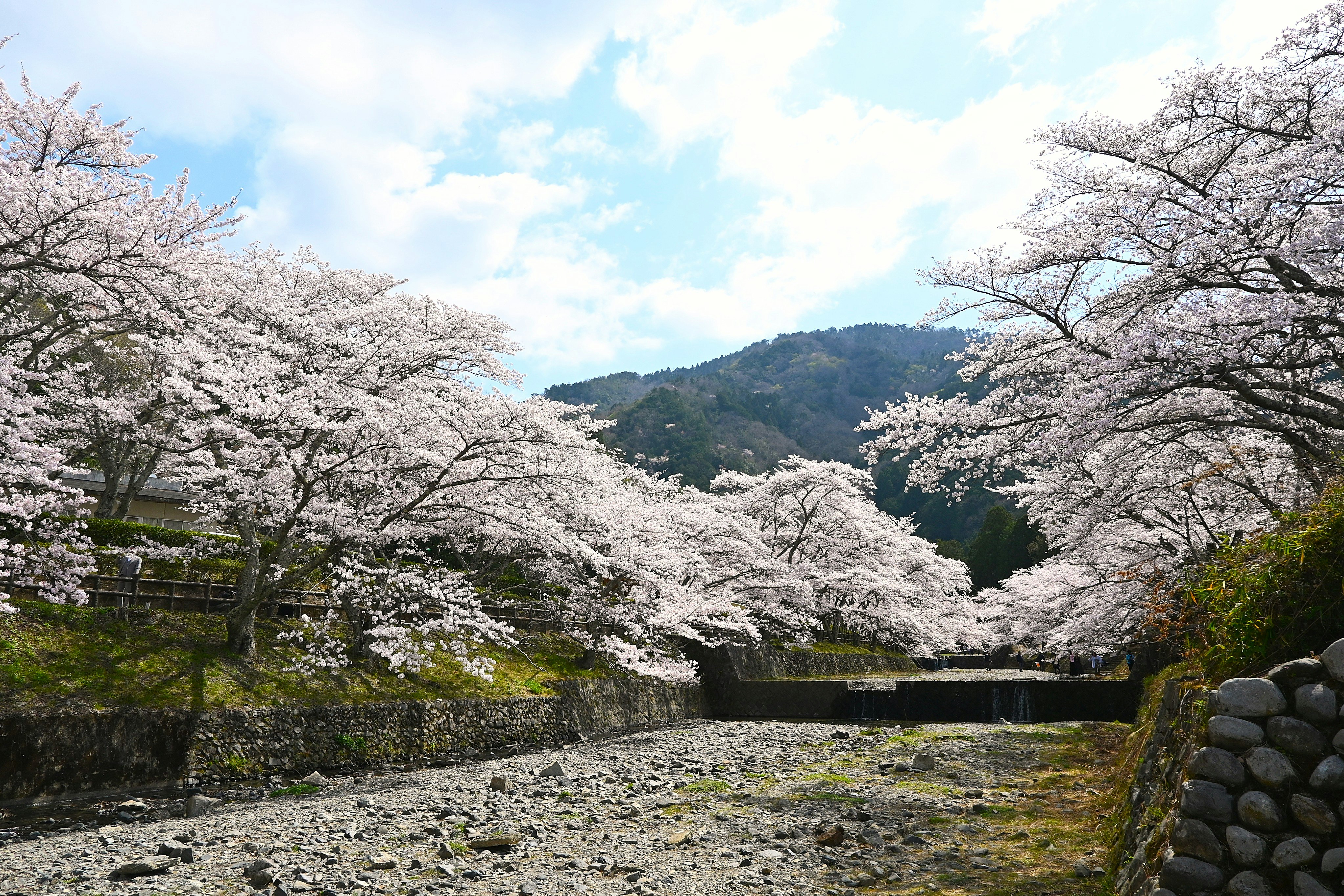 七谷川沿いの桜並木と石垣の小道