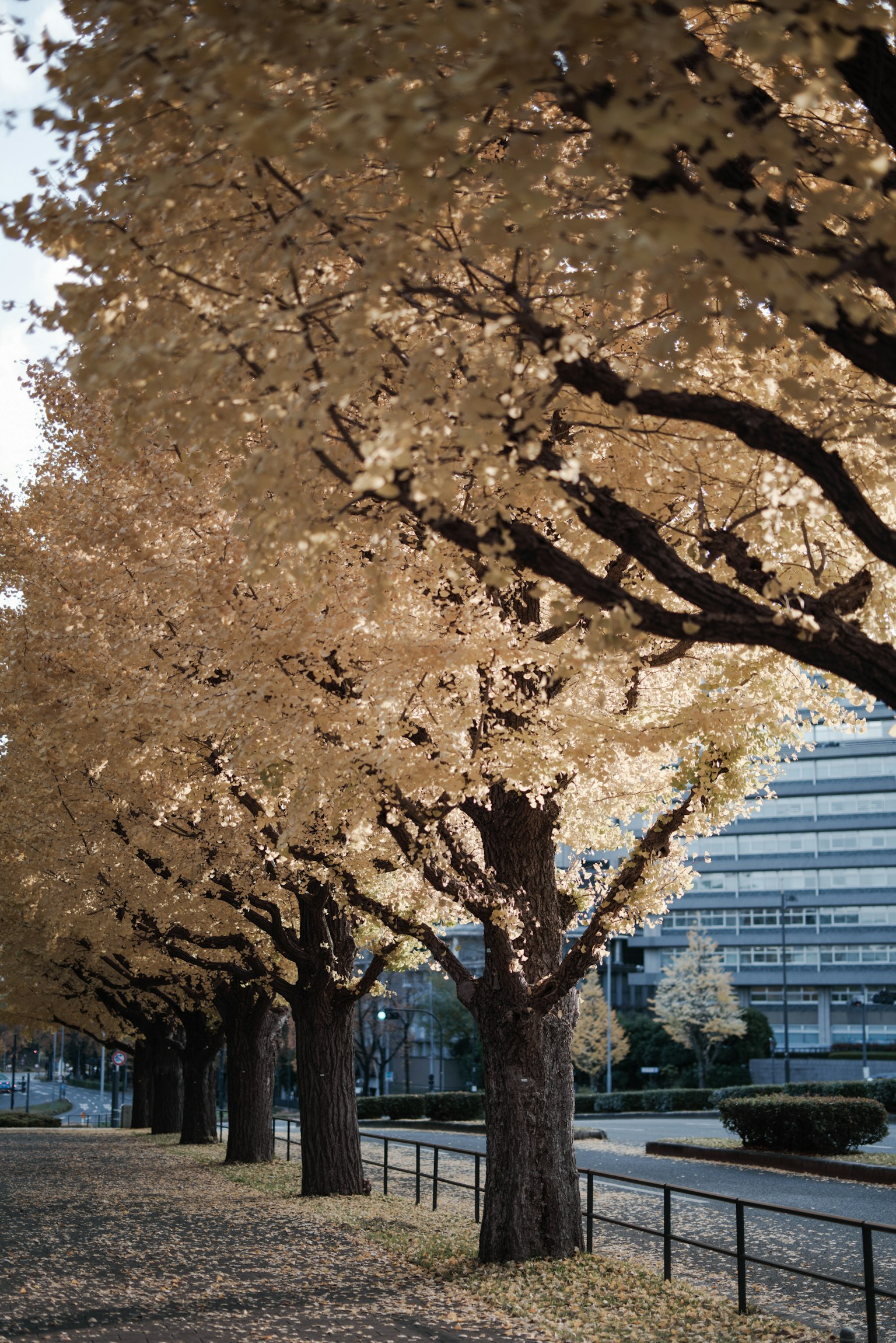 Tree-lined path with golden leaves and buildings