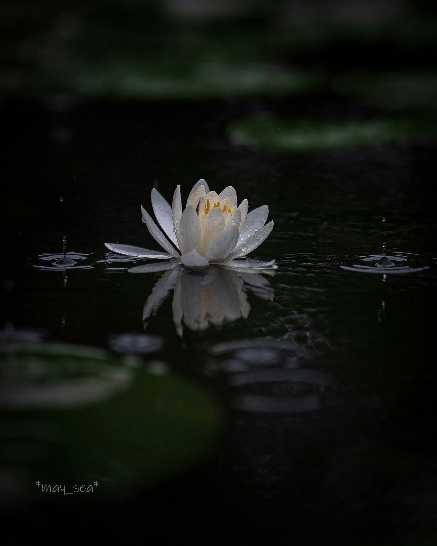 ดอกบัวลอยอยู่บนผิวน้ำของสระที่สงบภาพ