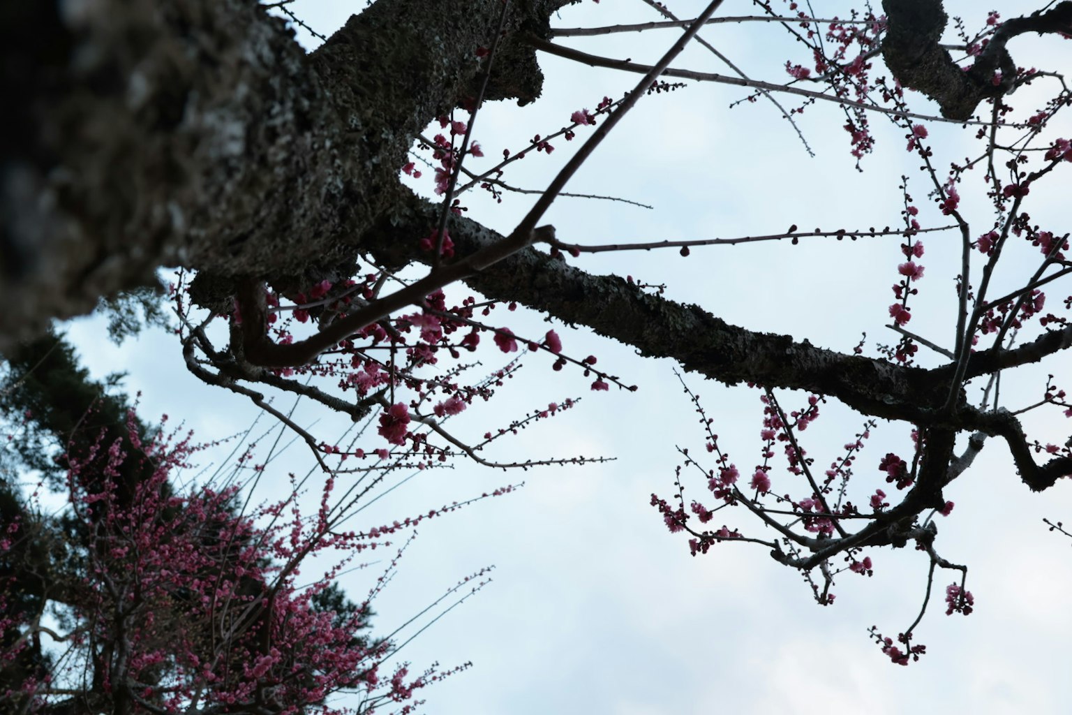 Branches d'un cerisier en fleurs s'élevant vers le ciel