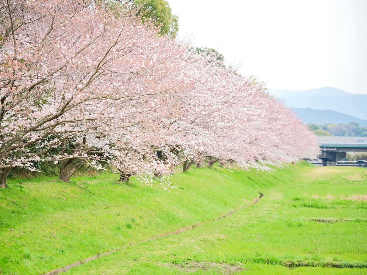 ทิวทัศน์ของต้นซากุระตามริมฝั่งแม่น้ำสีเขียว