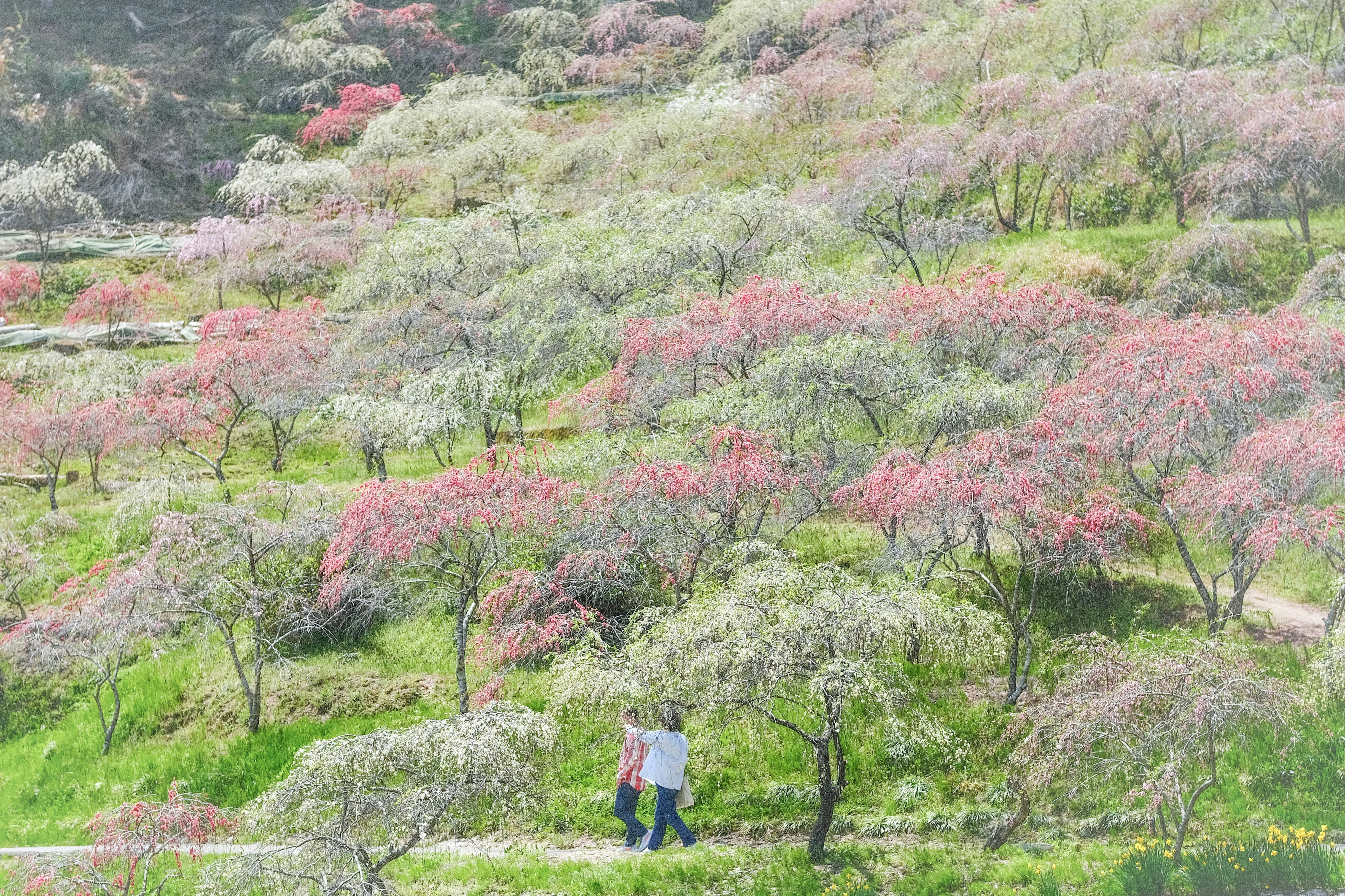 花桃の里の丘一面に咲く花桃の景色