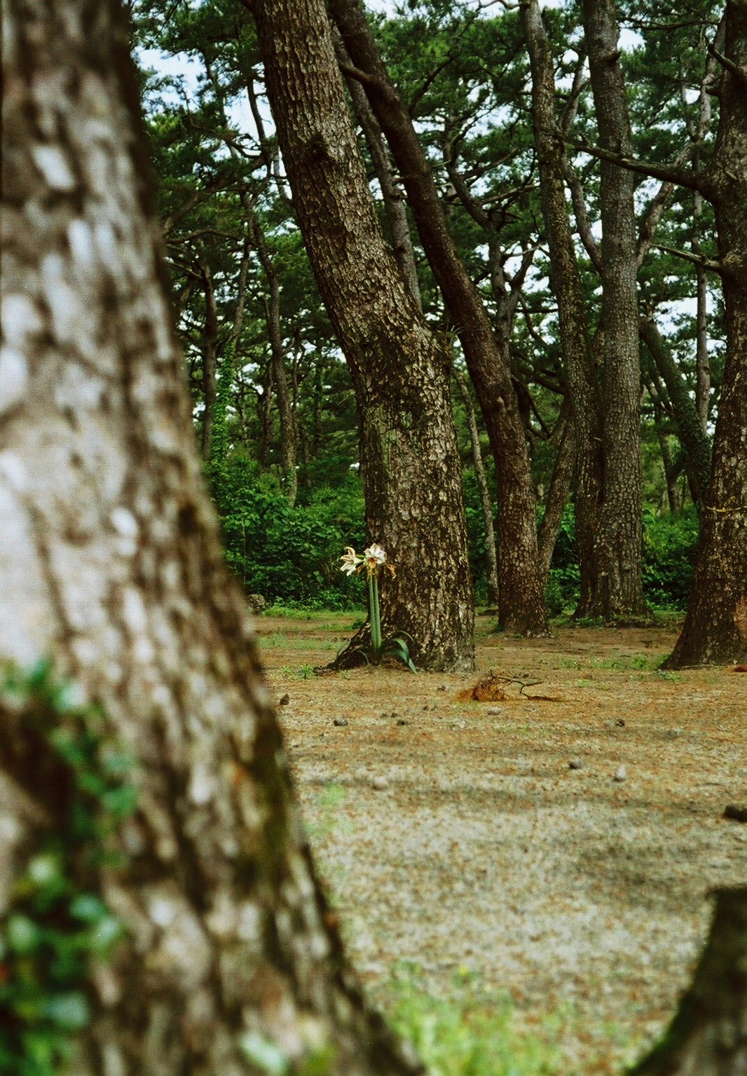 森の木々の幹と草地の奥行きのある風景