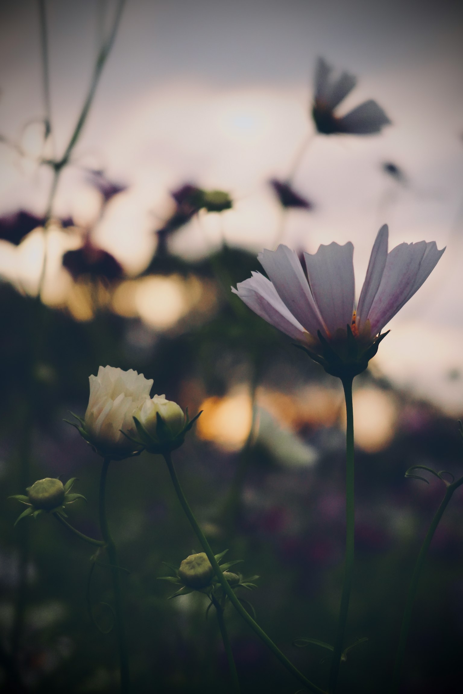 夕暮れ時の花々のクローズアップ 薄紫色の花と白い花が背景にぼやけた風景と共に映る