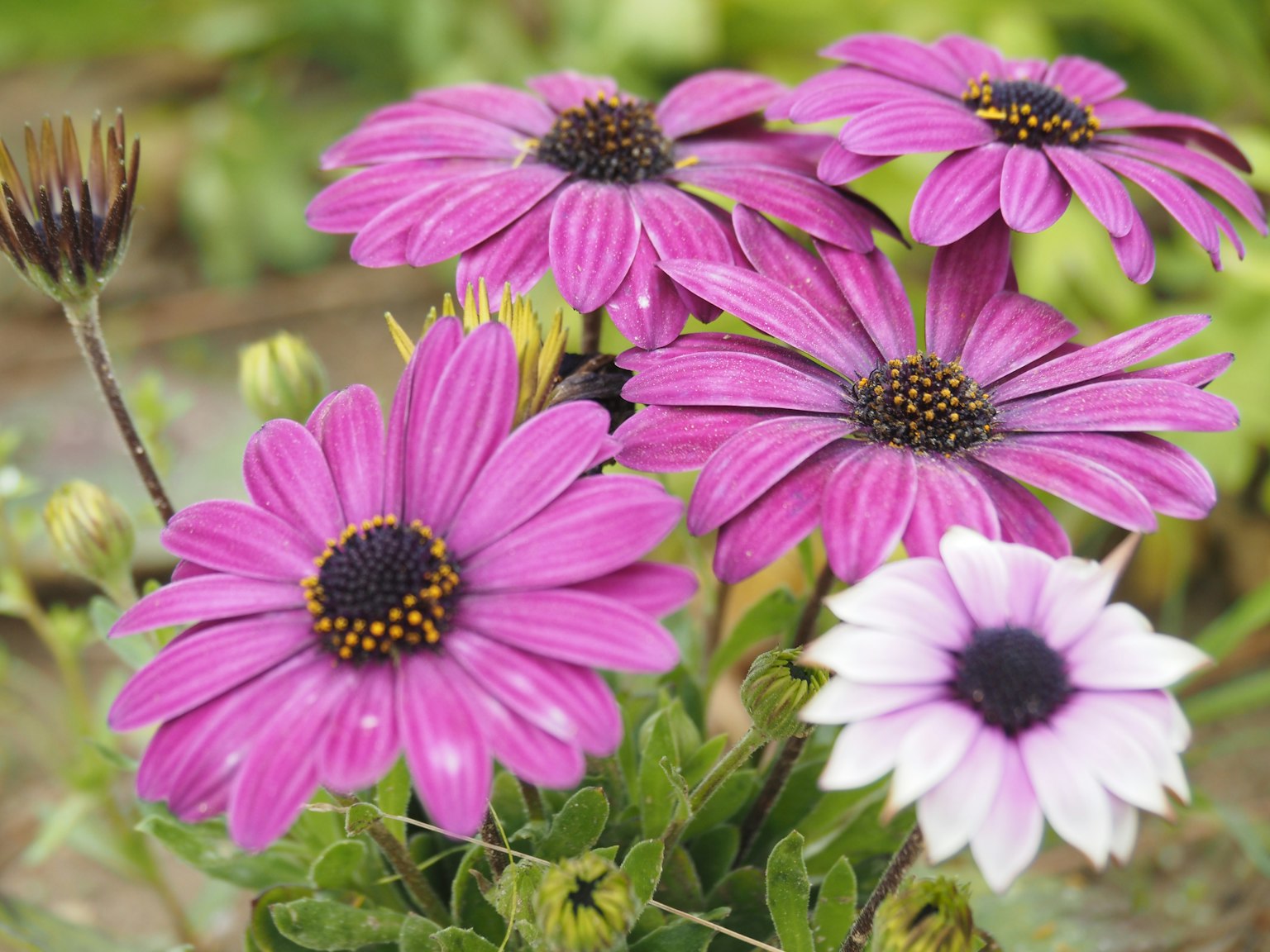 Fiori viola colorati che sbocciano in un giardino