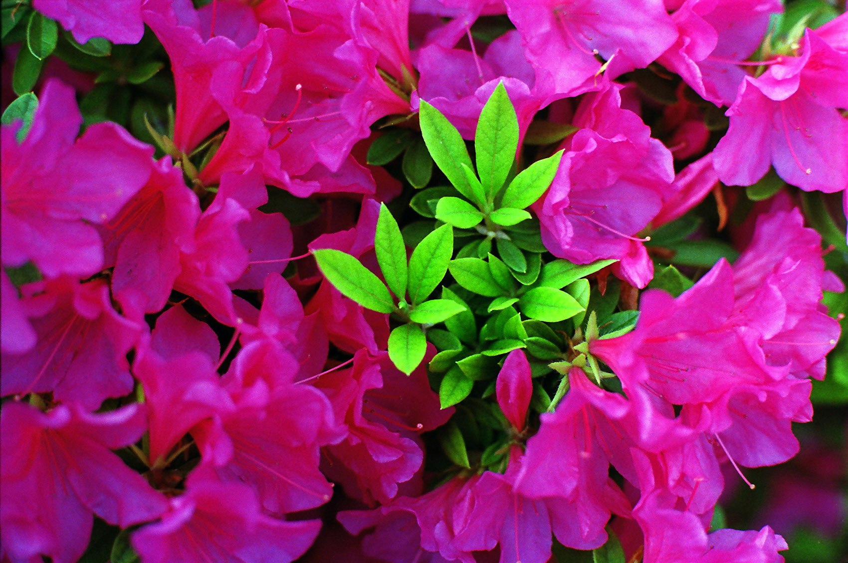 鮮やかなピンクの花と緑の葉が密に重なる花束のアップ