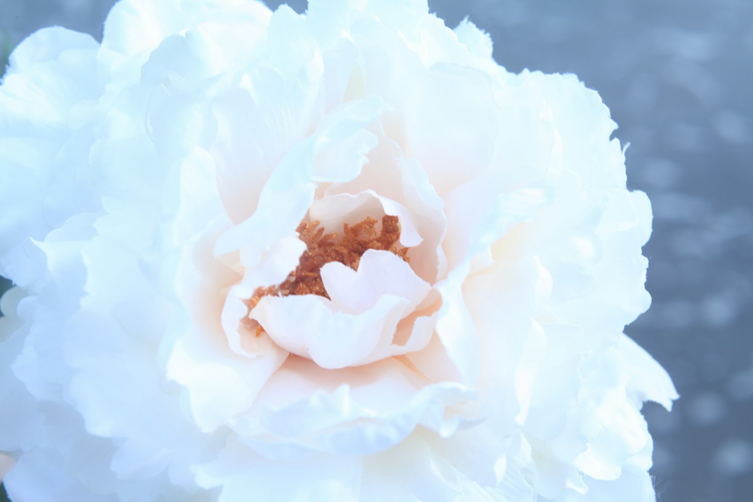 Primo piano di un grande fiore con petali pastello morbidi