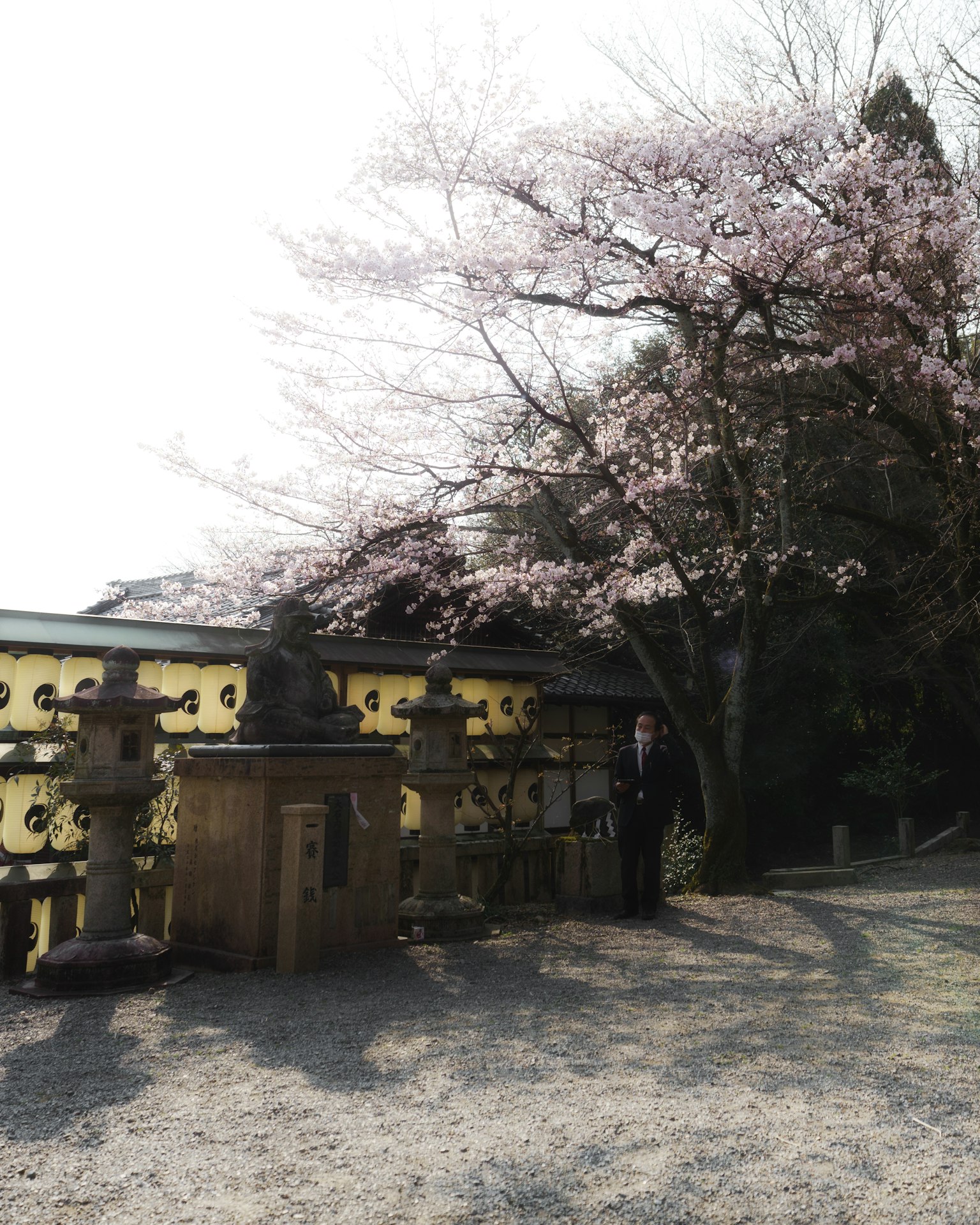 寧靜的場景，櫻花樹和傳統日本建築