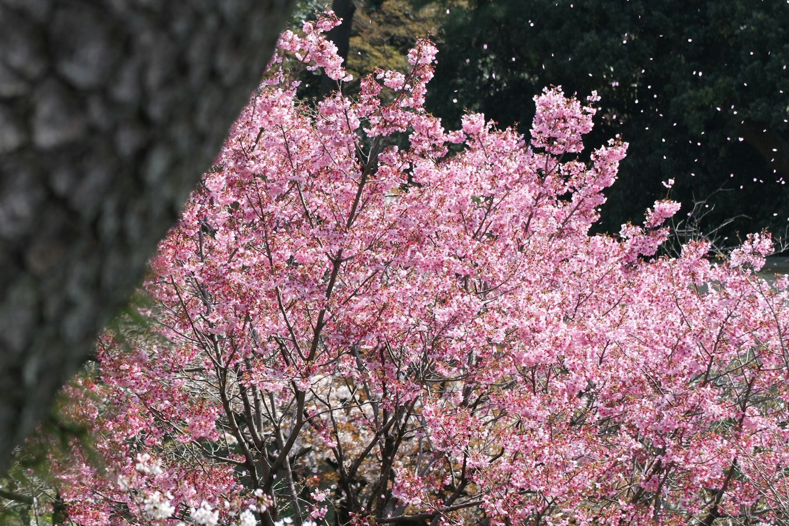 Blooming pink cherry blossoms in a serene setting