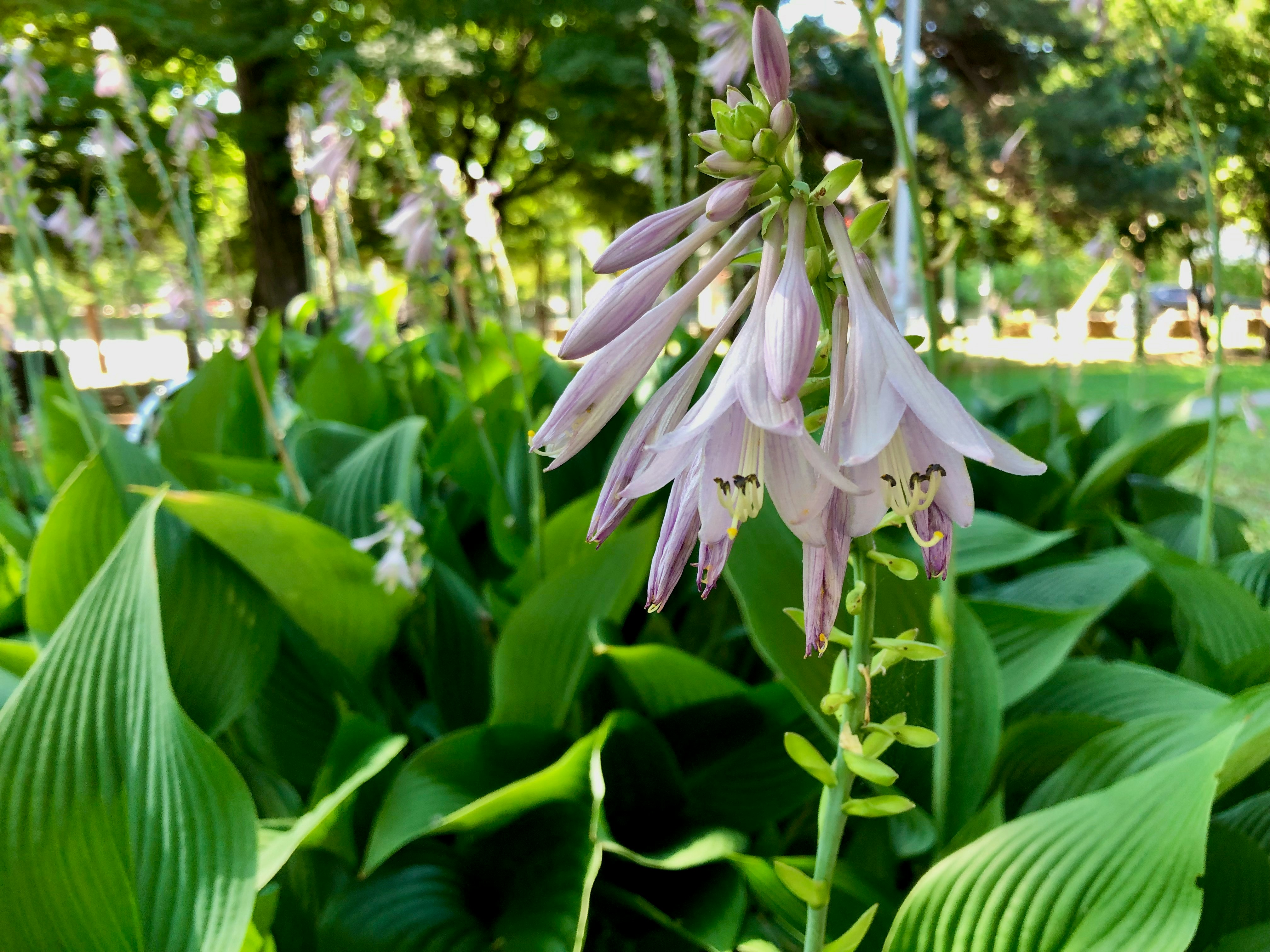 薄紫のギボウシの花が咲く公園の緑の中