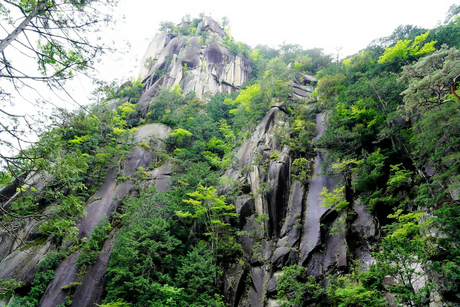 Steep rock face covered with lush greenery