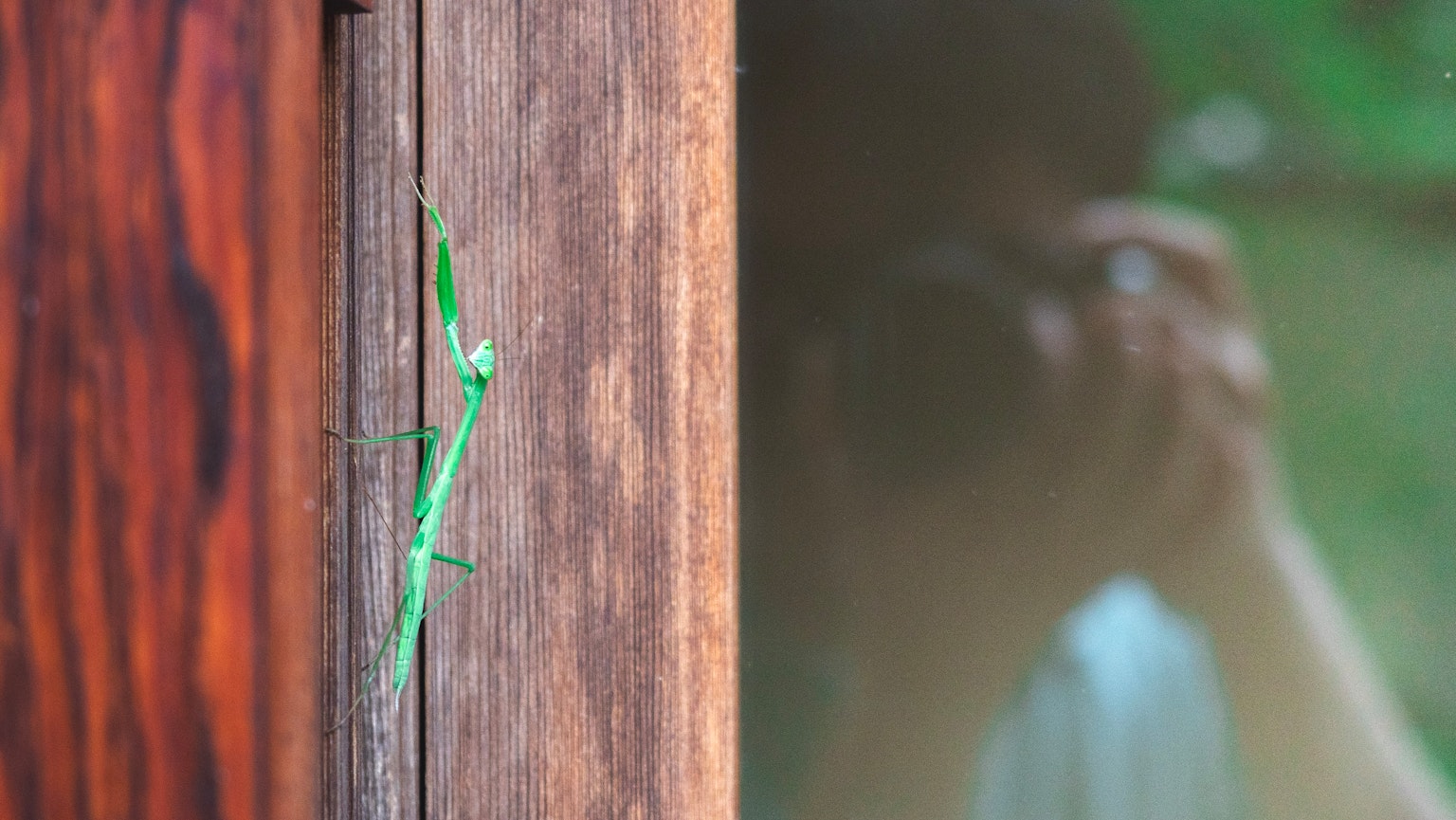 Una cavalletta verde su un muro di legno con il riflesso di una persona che tiene una macchina fotografica sullo sfondo